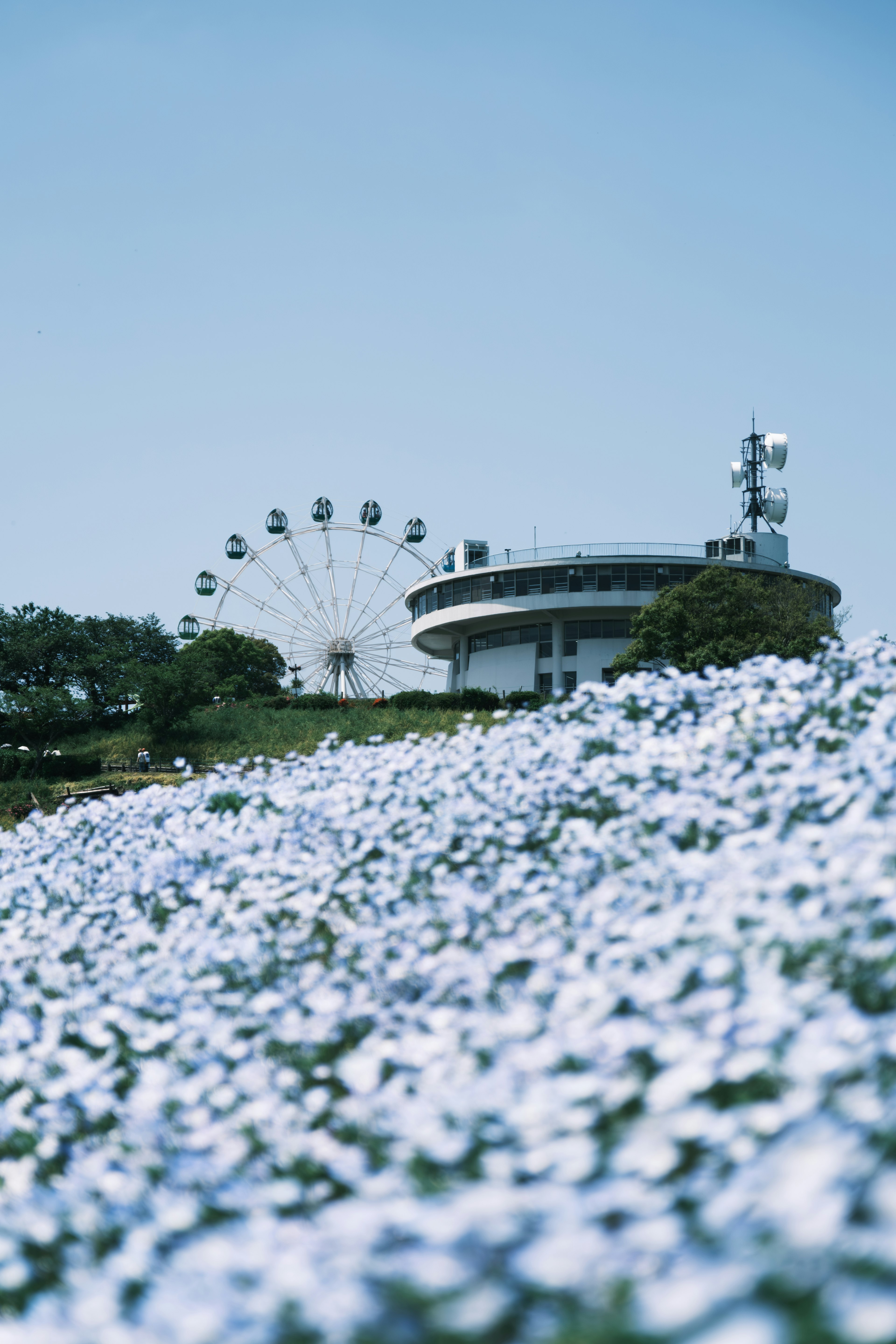 青い花が咲く丘と観覧車が見える風景