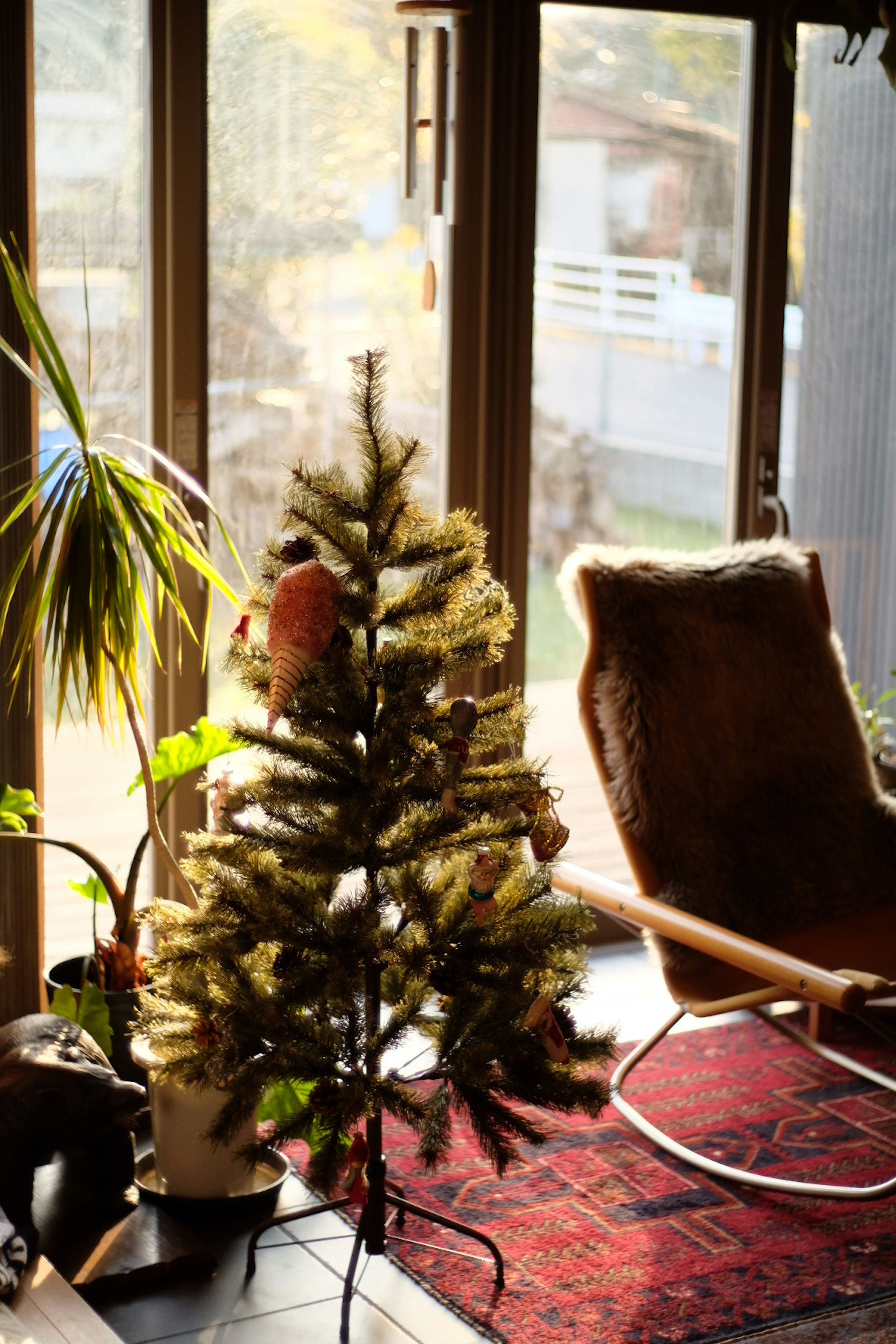 Cozy living room scene featuring a small Christmas tree and houseplants