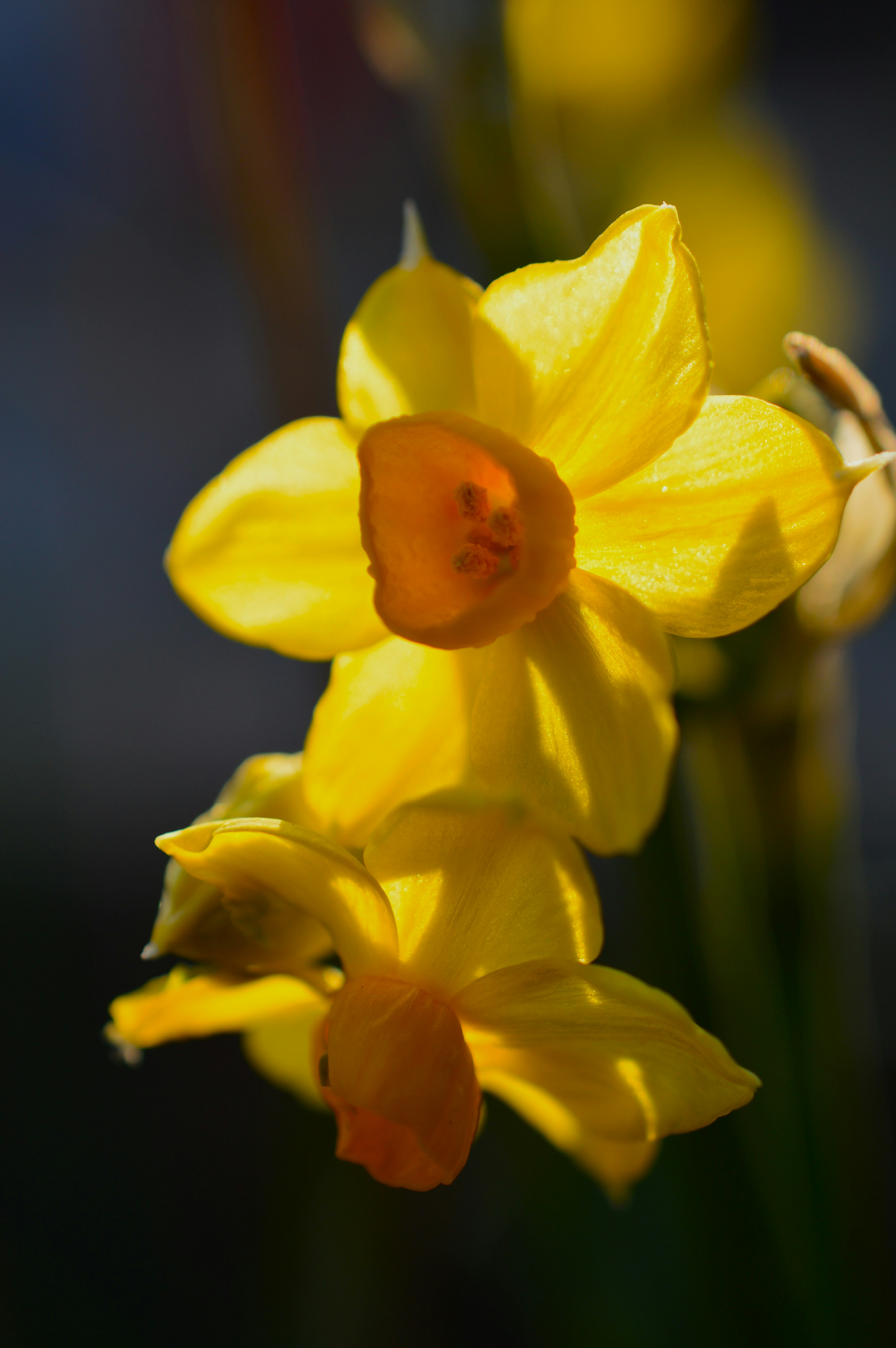 Fleurs jaunes vives avec des centres orange et des pétales délicats