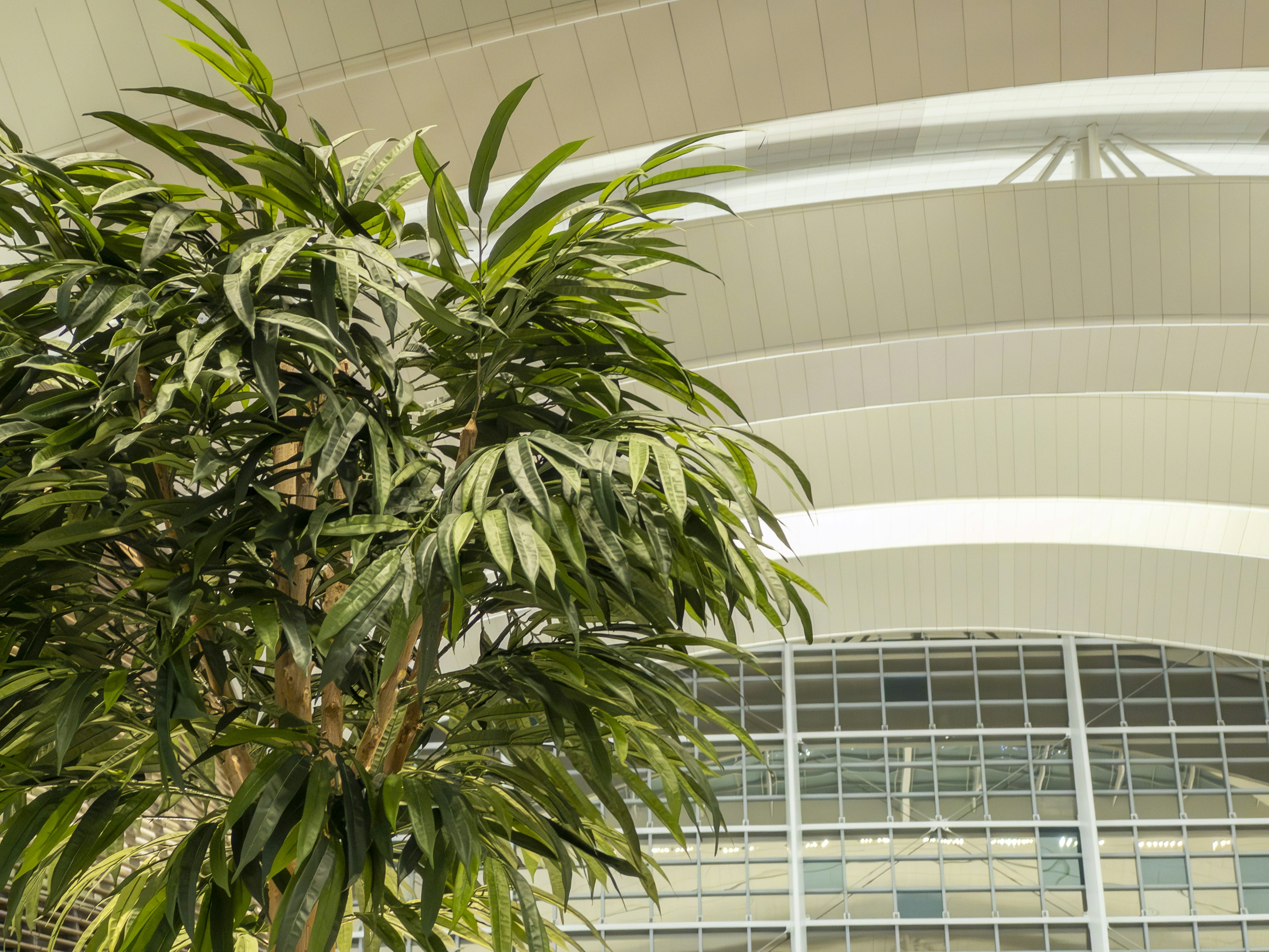 大きな観葉植物と現代的な建物の天井のデザイン