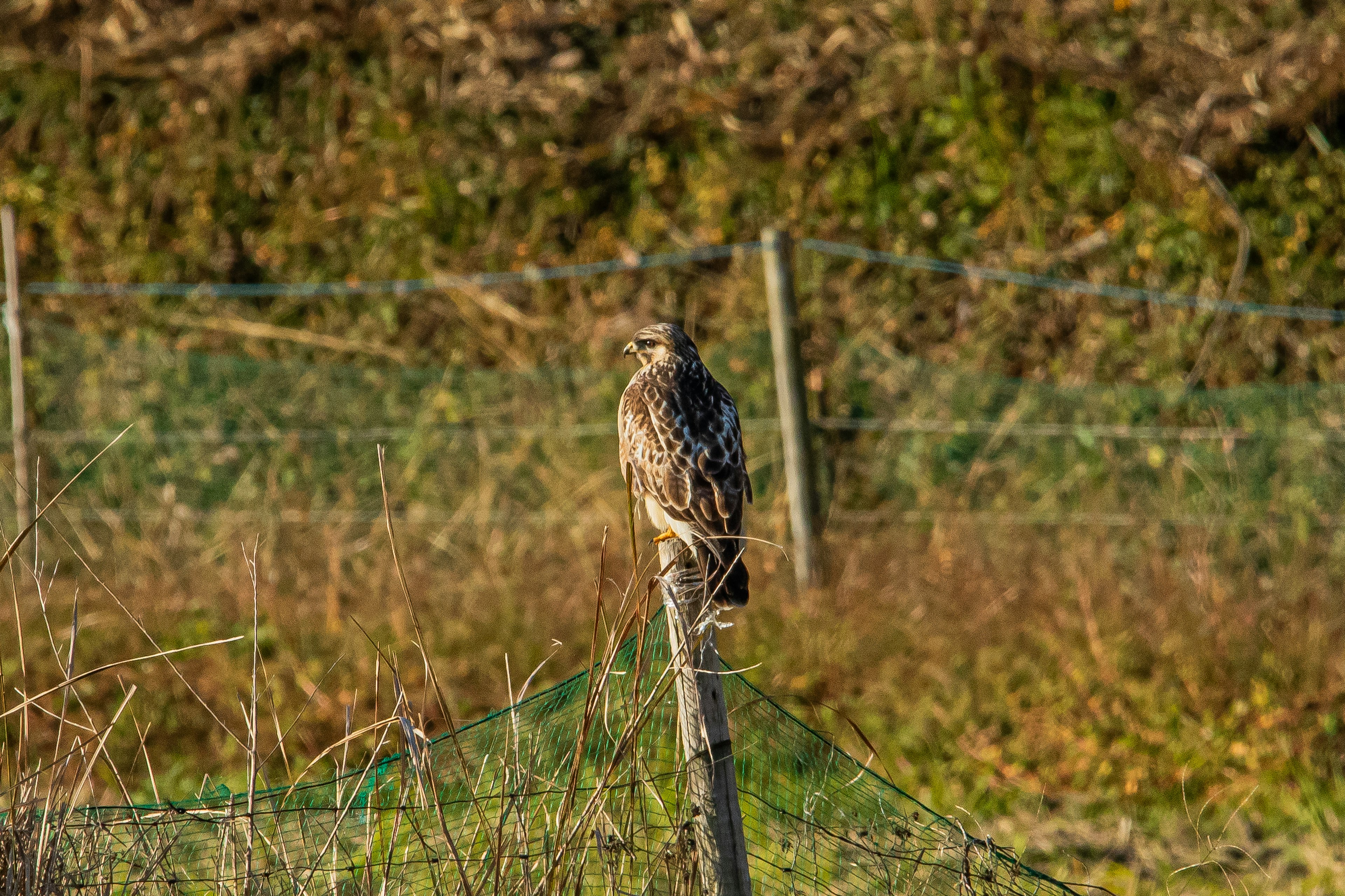 Bird of prey perched on a post in a grassy field