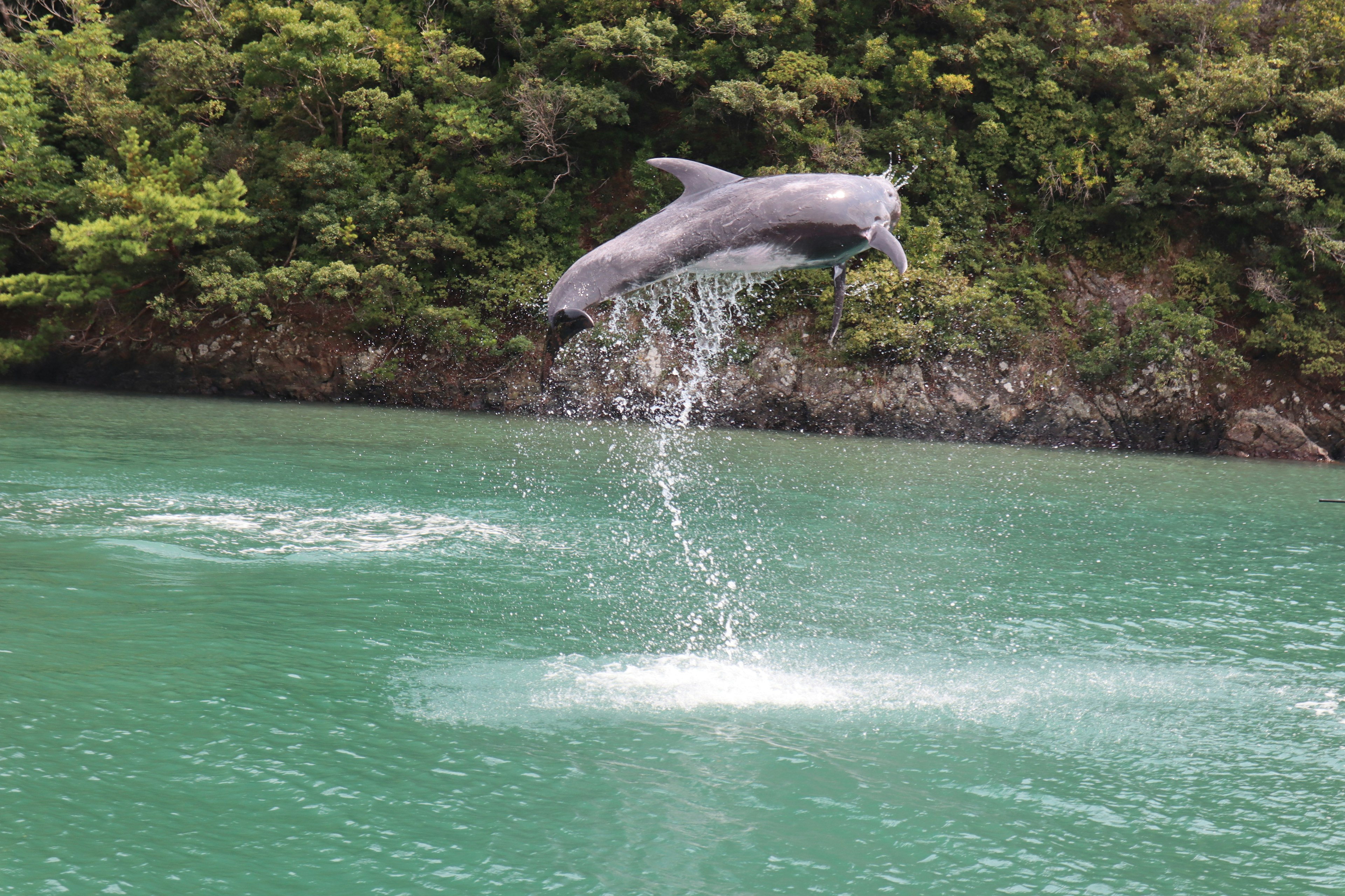 Delfin springt über türkisfarbenes Wasser mit üppigem Grün im Hintergrund