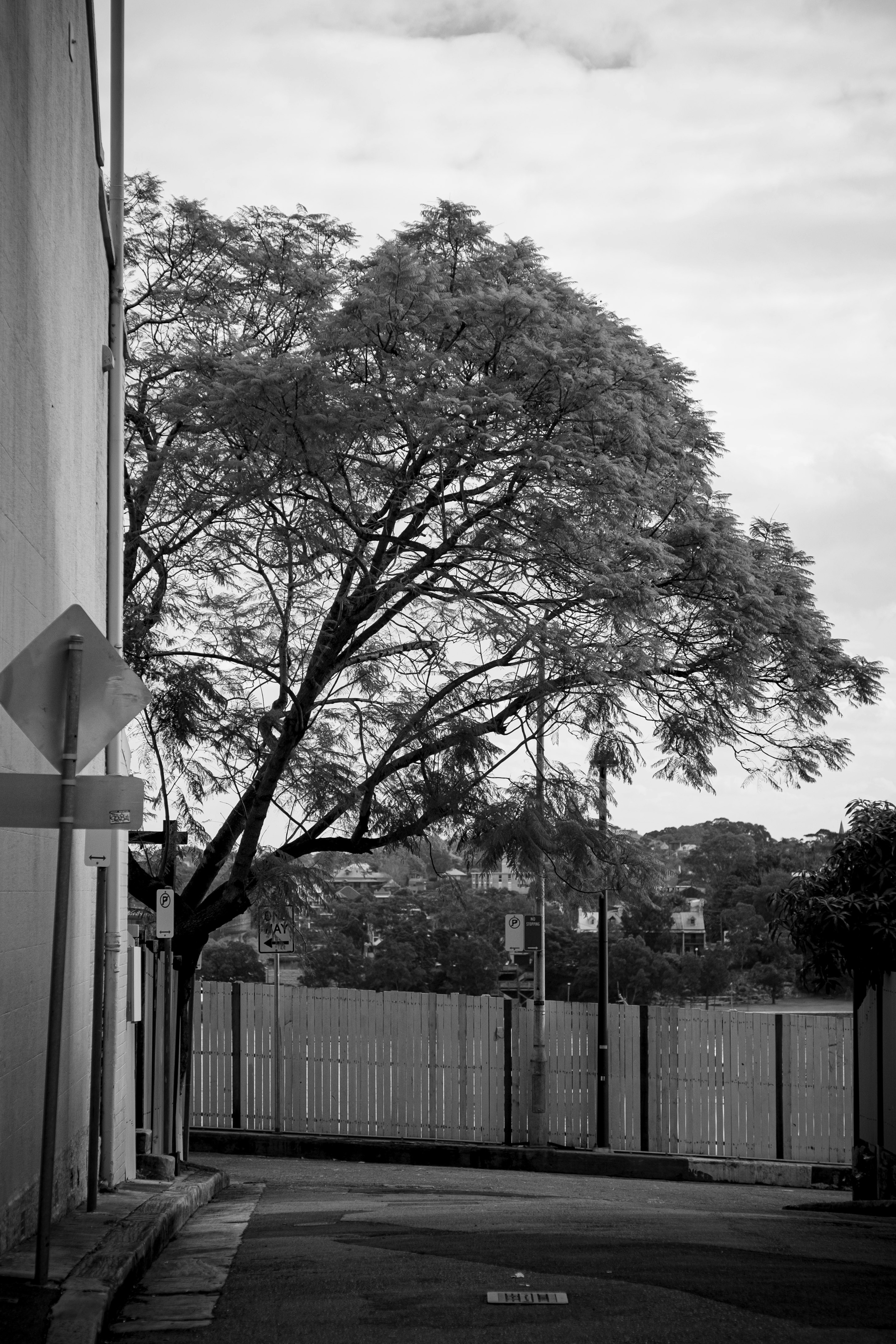 Black and white scene featuring a large tree at the corner of a street