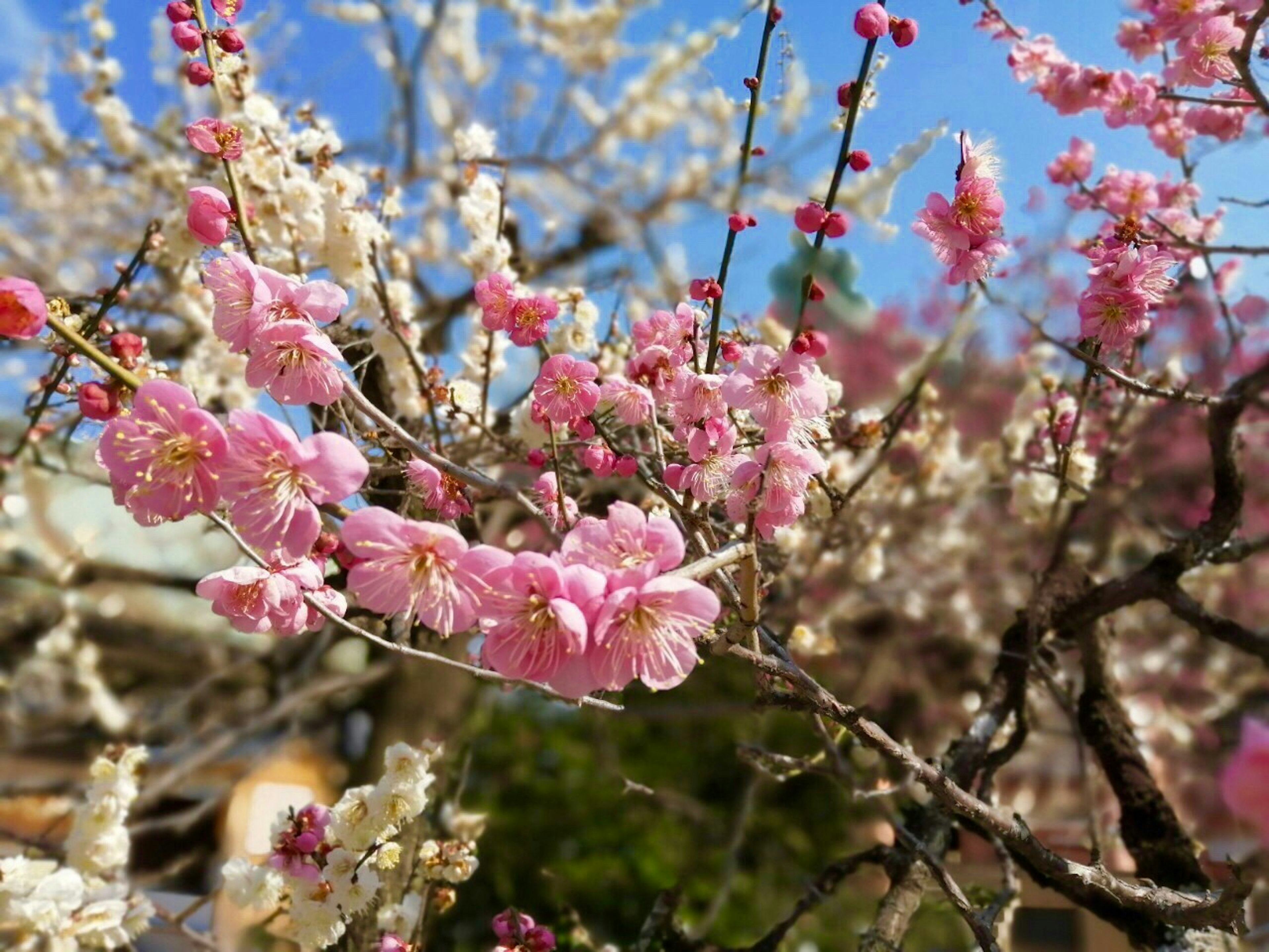 ต้นไม้ที่บานสะพรั่งด้วยดอกไม้สีชมพูและสีขาวใต้ท้องฟ้าสีฟ้า