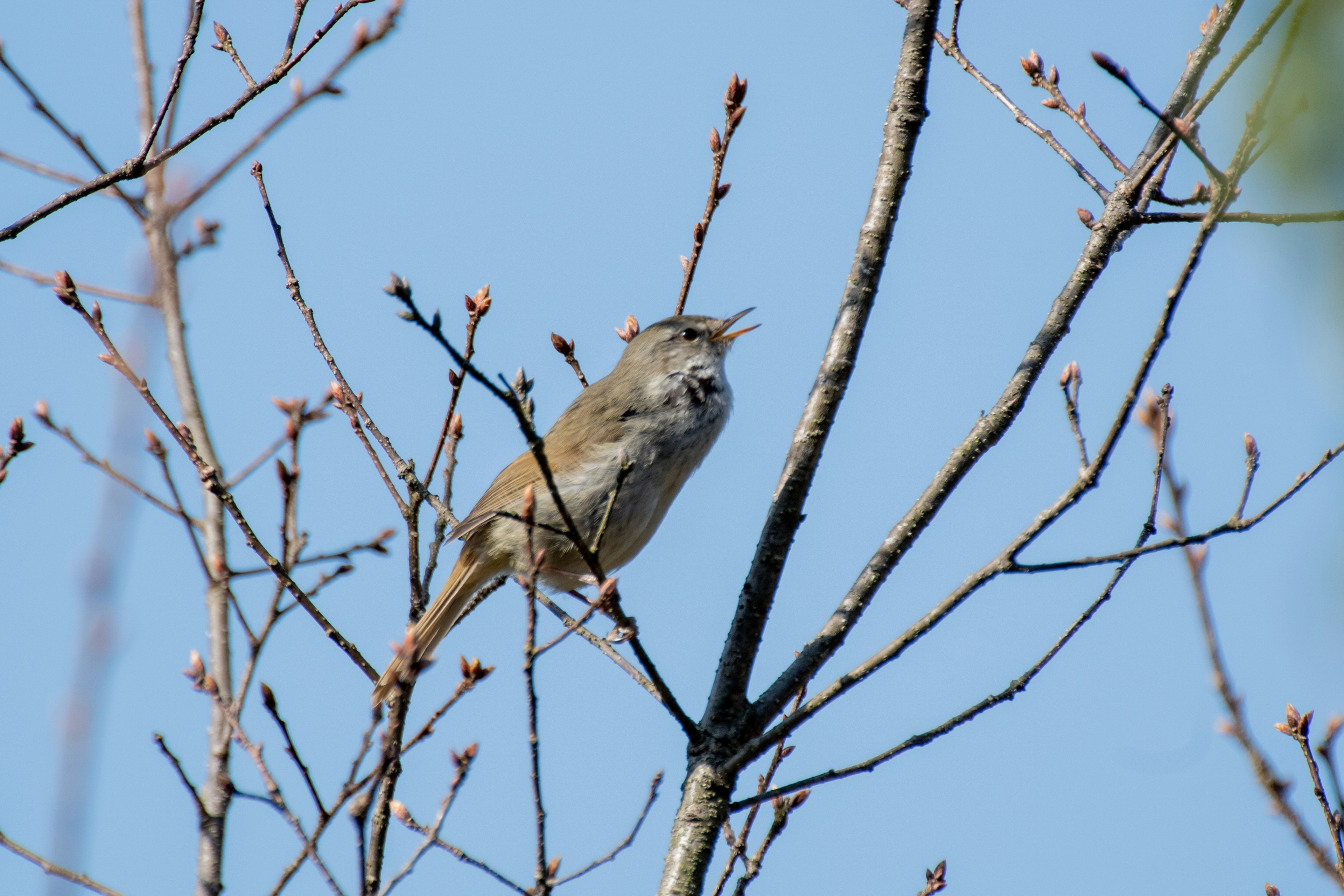 Un oiseau perché sur une branche contre un ciel bleu montrant une scène naturelle simple