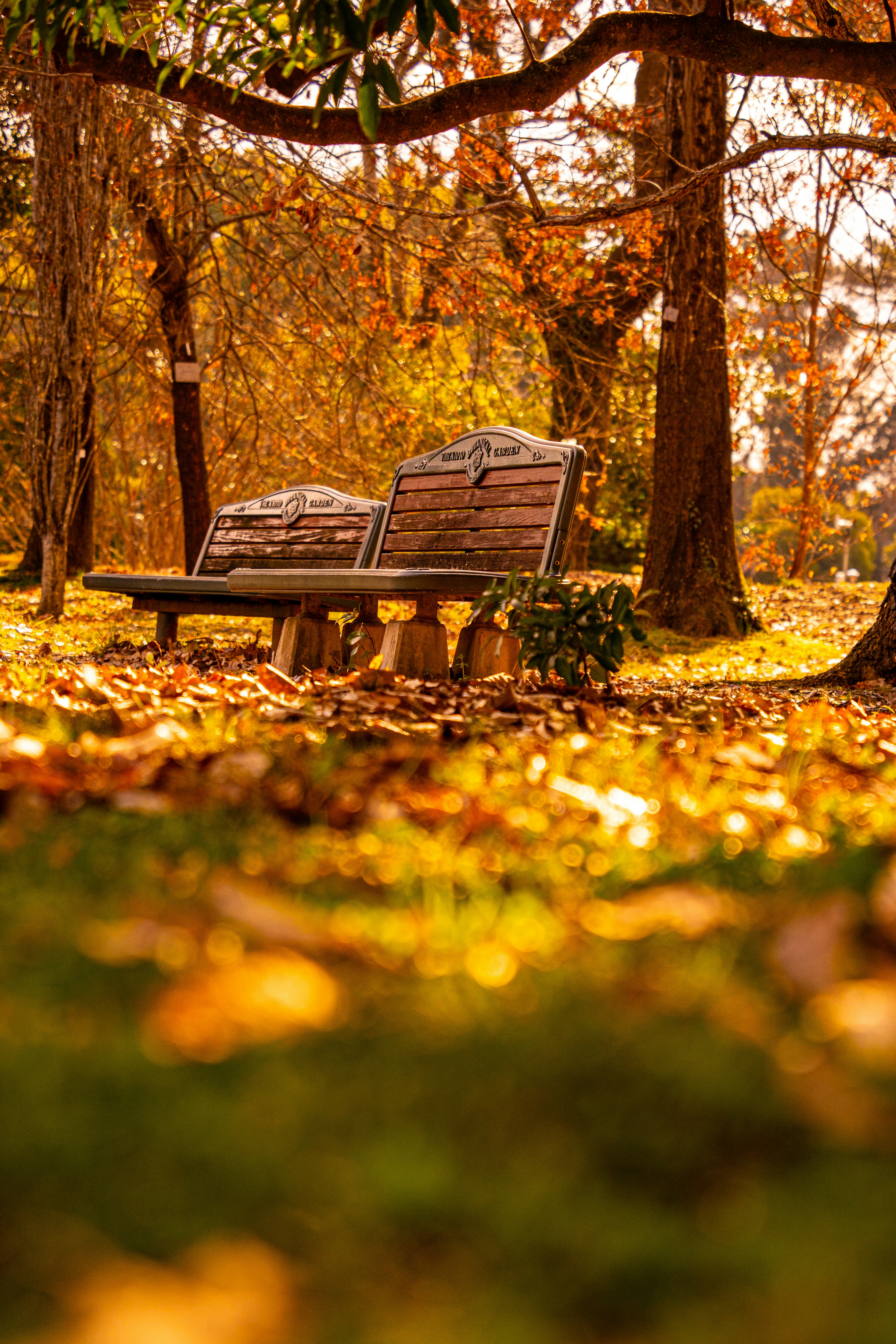 A park bench surrounded by autumn leaves