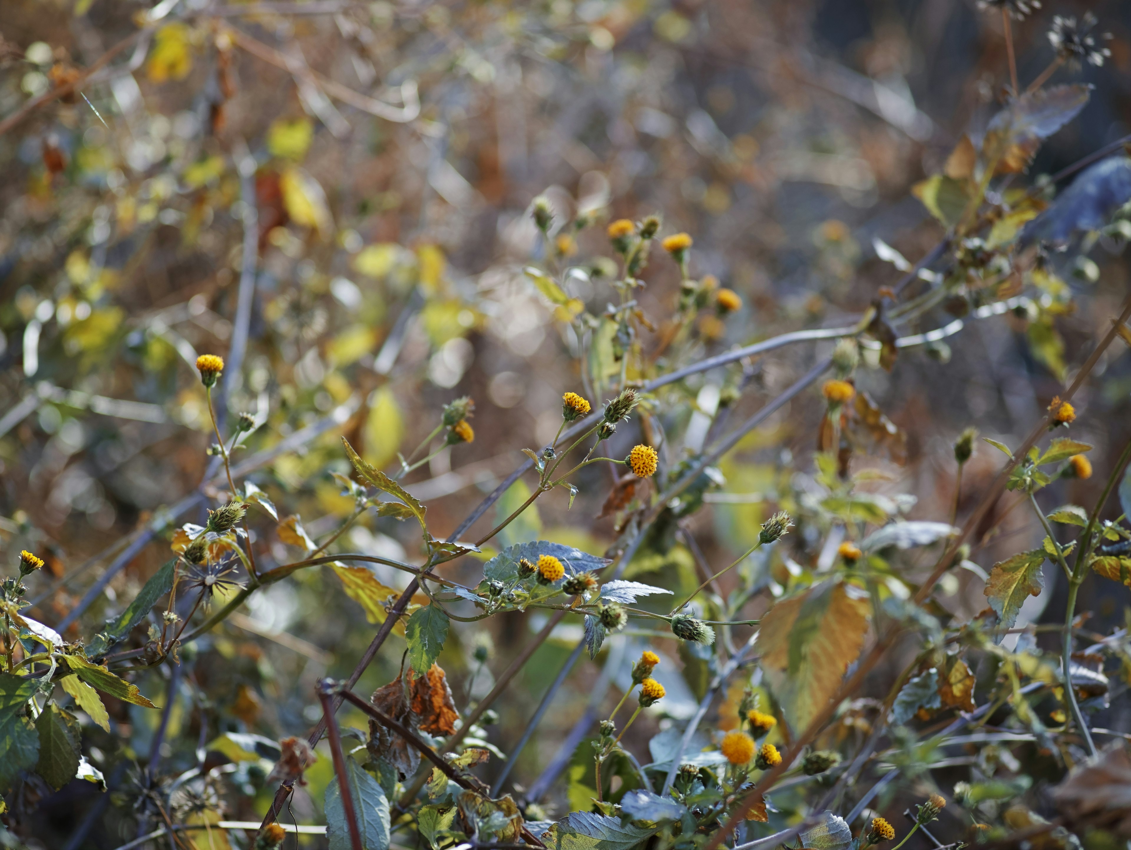 Close-up of plants with yellow flower buds in a dry field