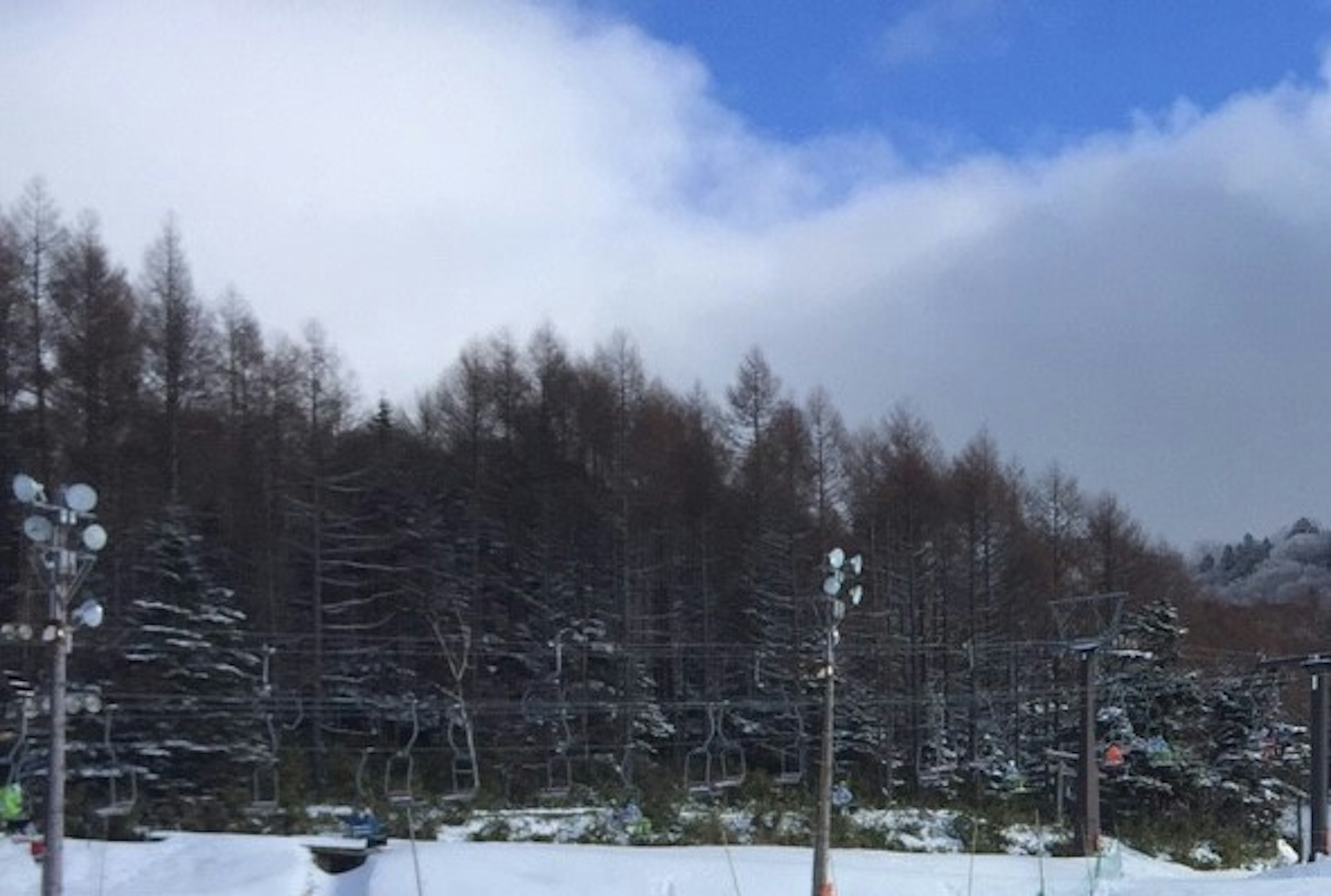 Snow-covered forest with blue sky