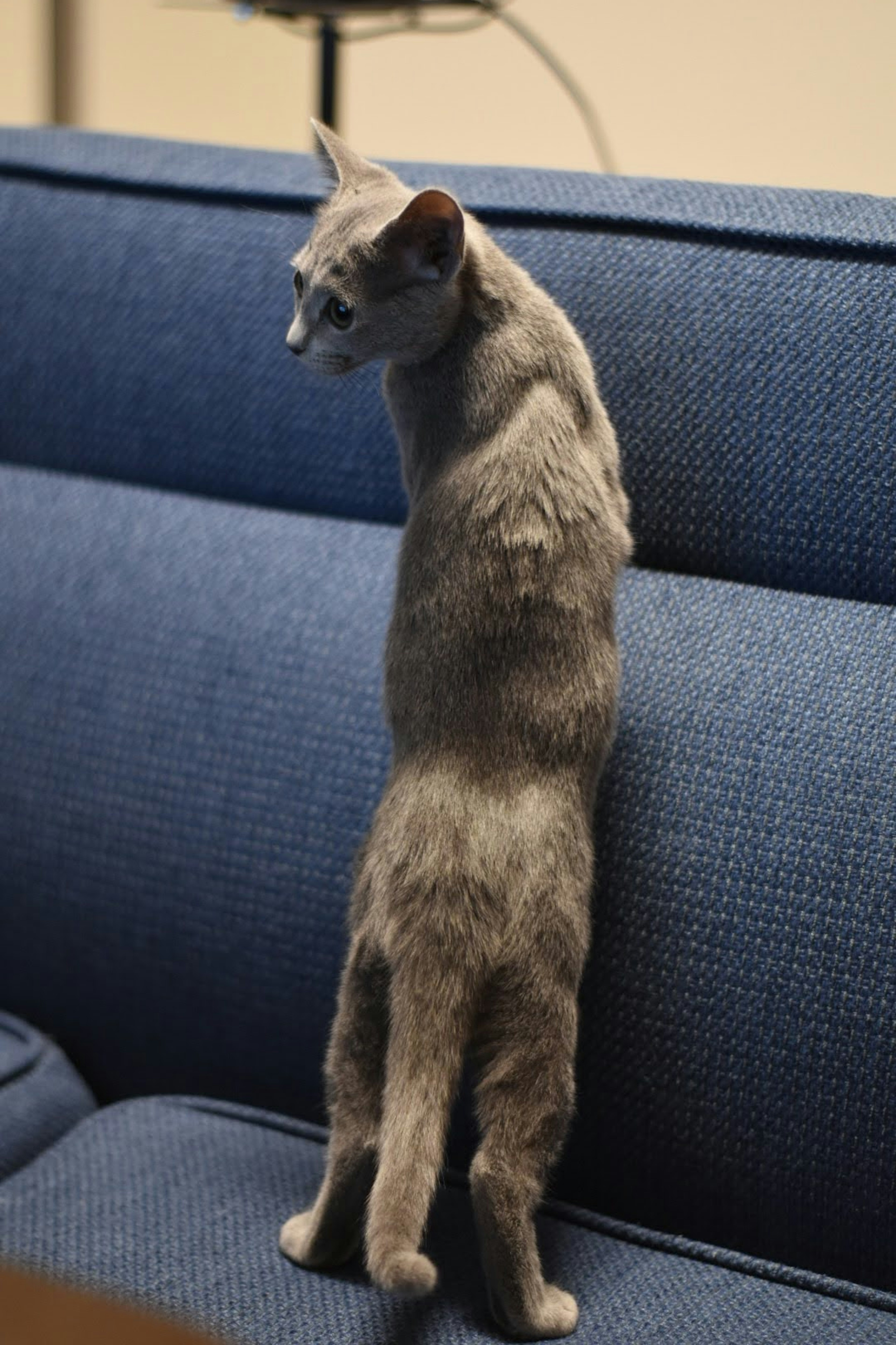 Cat standing on a blue sofa with a unique posture