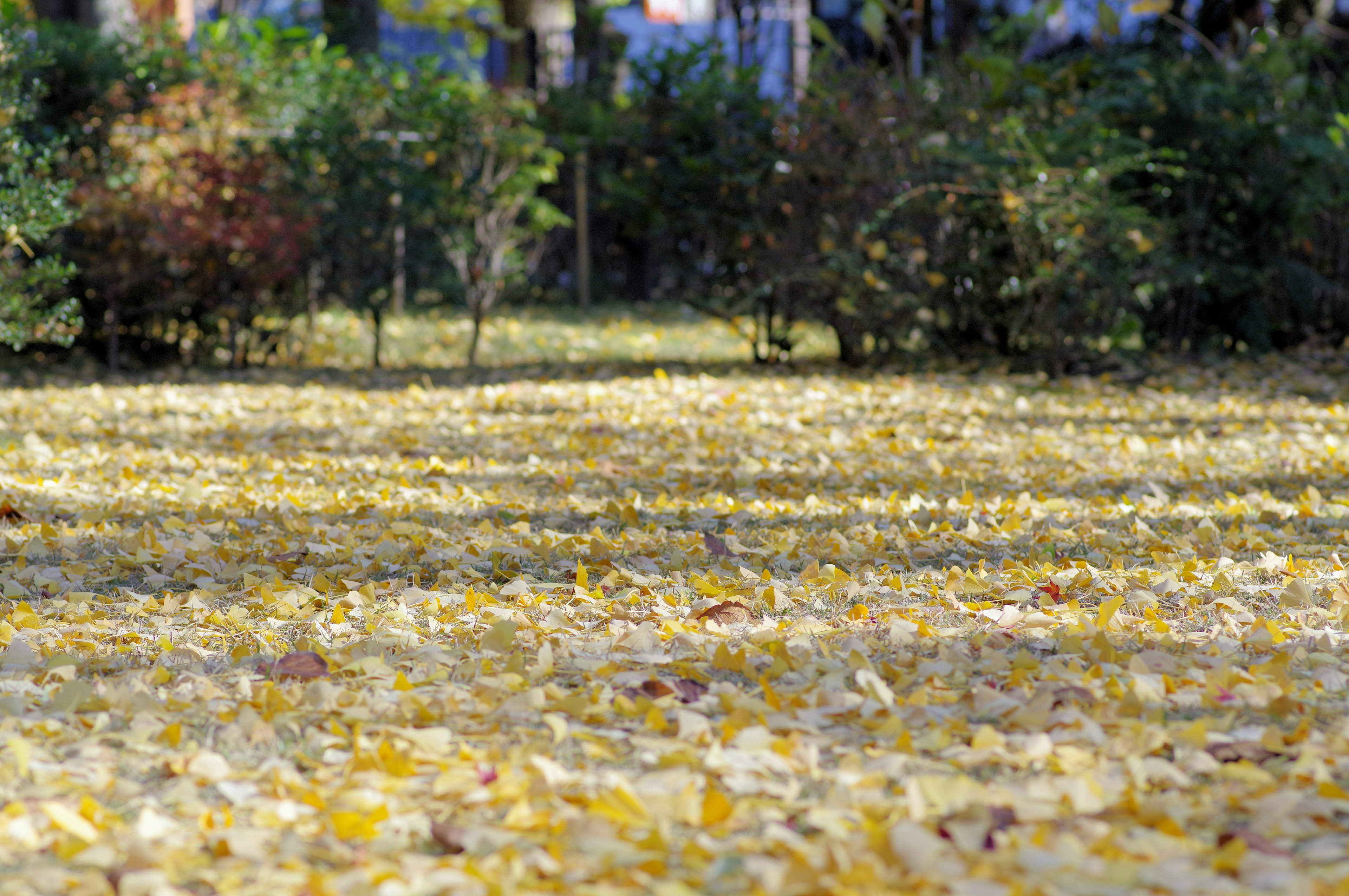 Feuilles de ginkgo jaunes couvrant le sol dans un parc d'automne