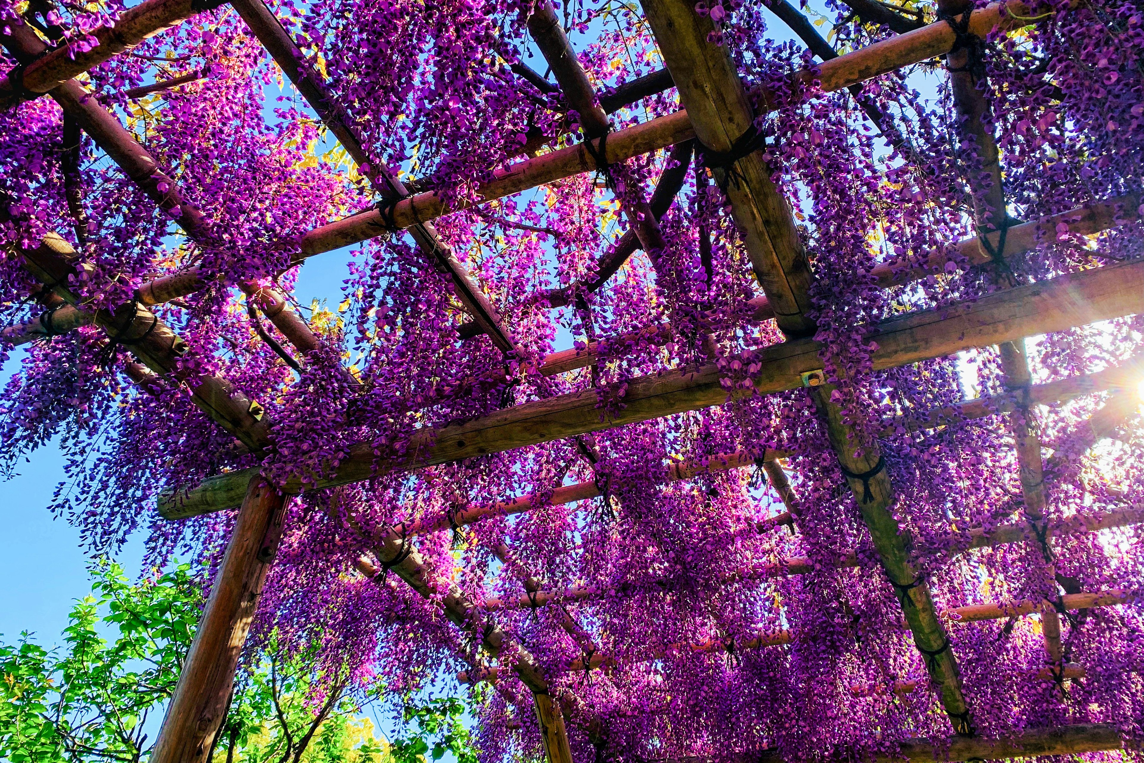 Vivid purple wisteria flowers cascading from a wooden pergola