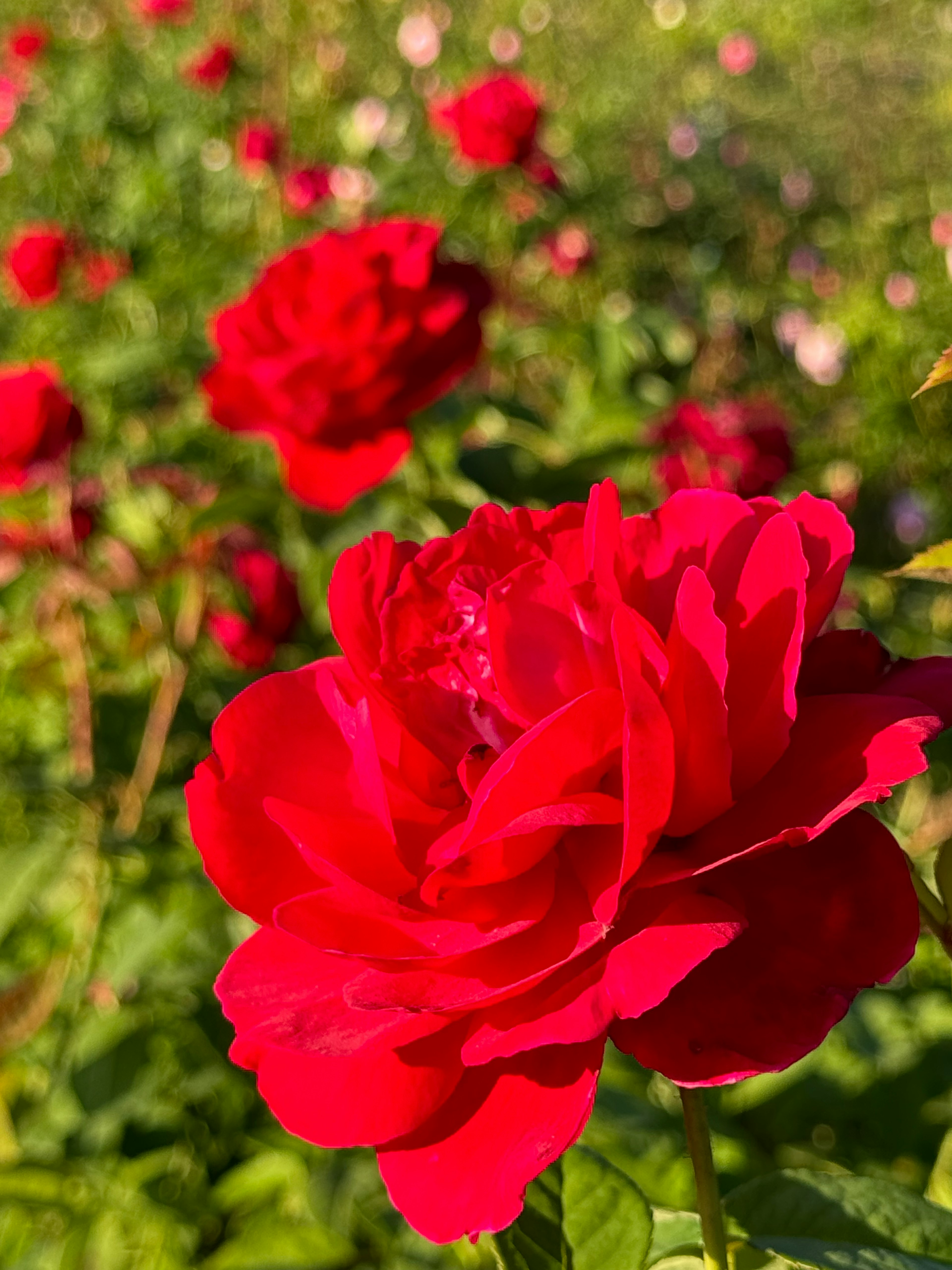 Rosa roja vibrante floreciendo en un jardín exuberante