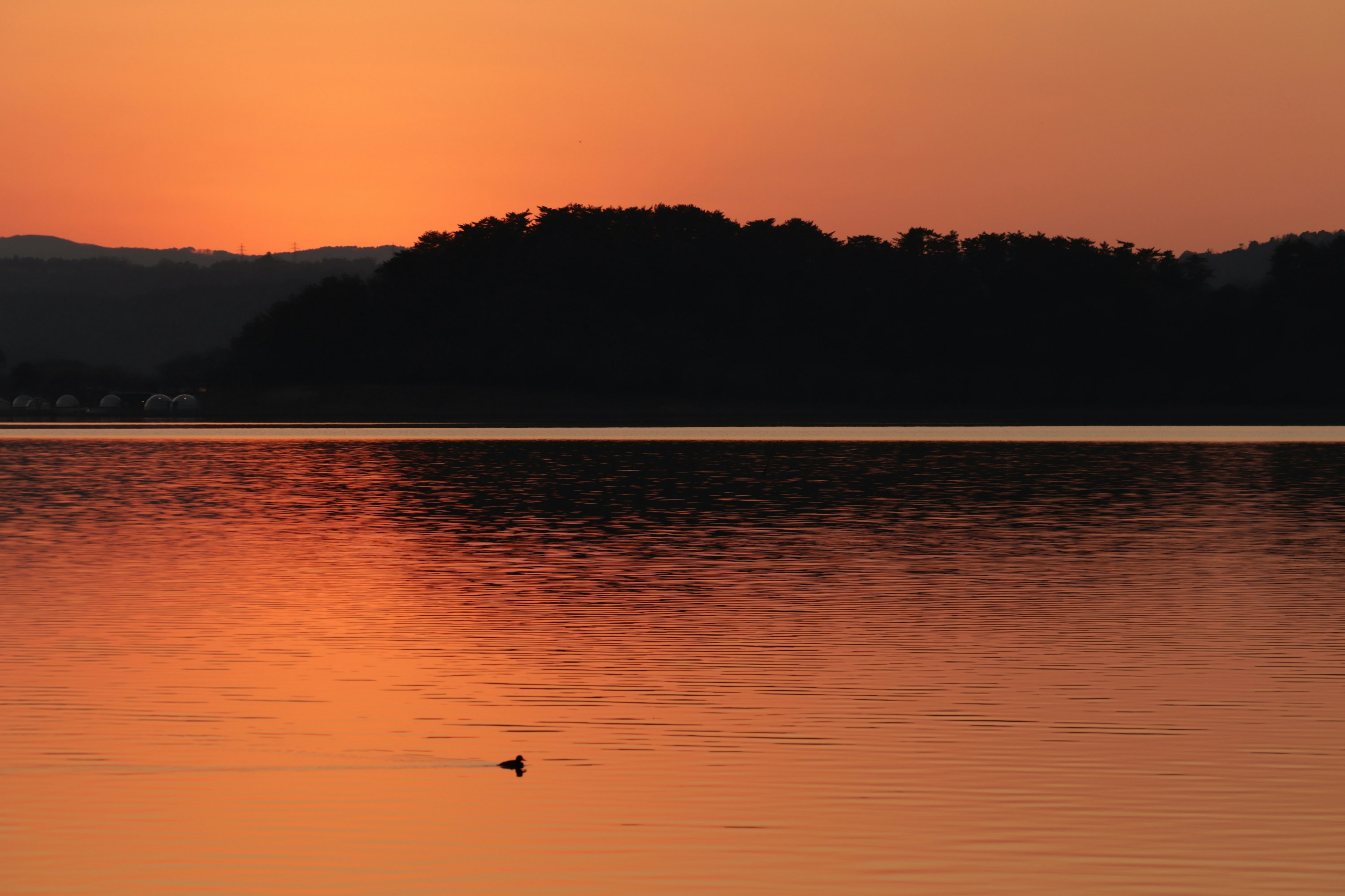 Silhouette of a small bird on a lake at sunset with a vibrant orange sky