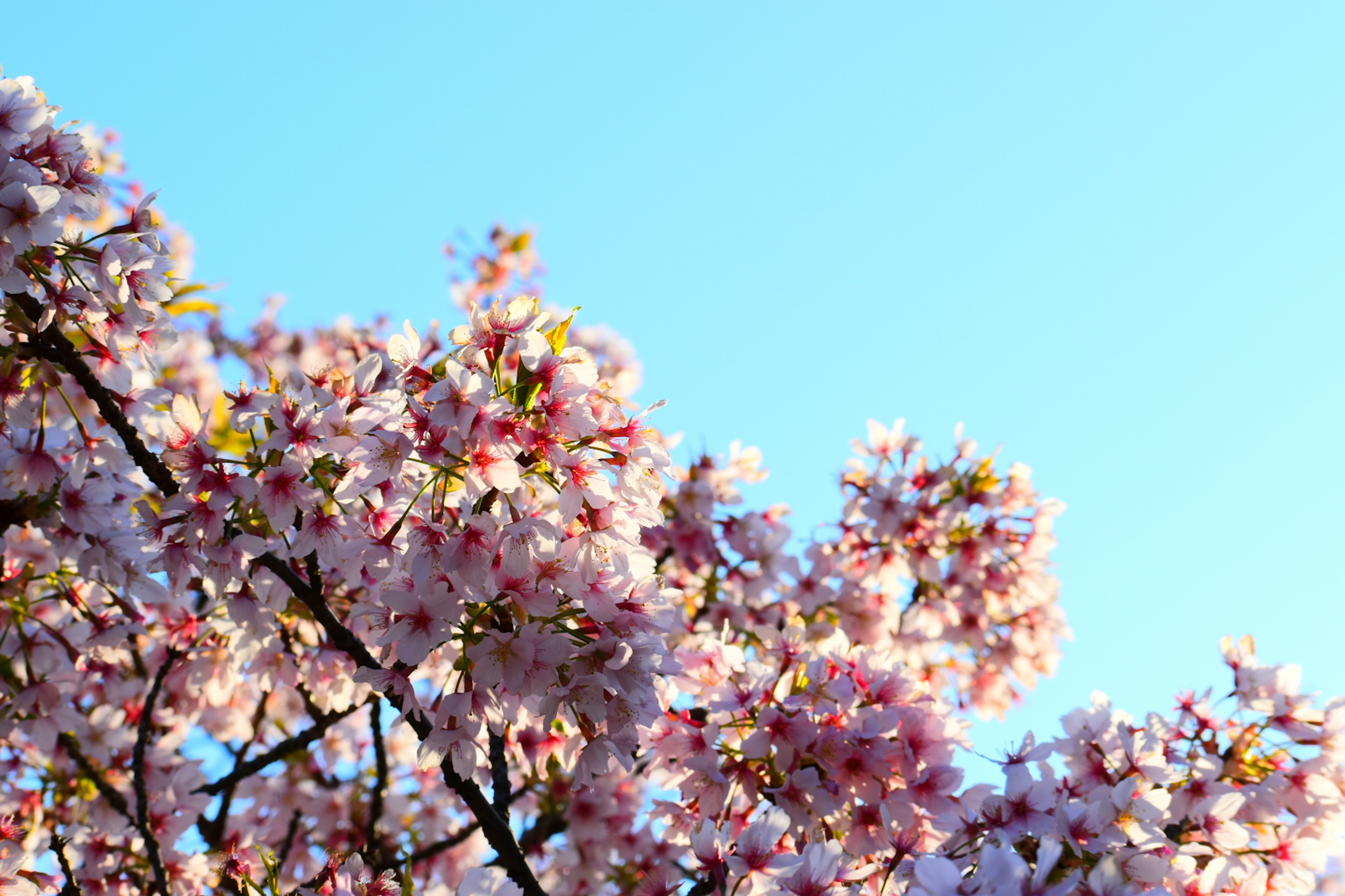 Primer plano de flores de cerezo contra un cielo azul