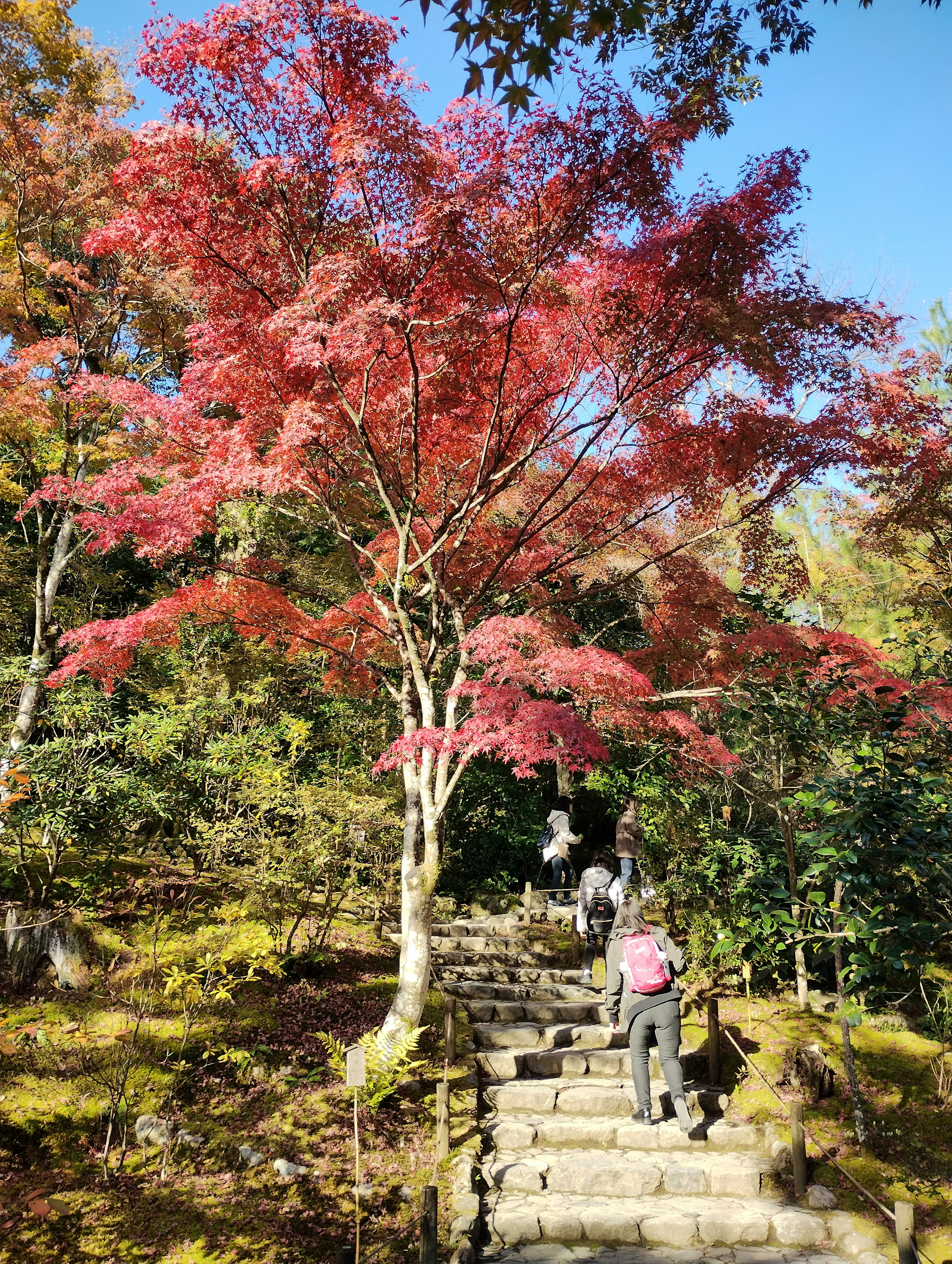 Maple tree with red leaves and people ascending stone steps