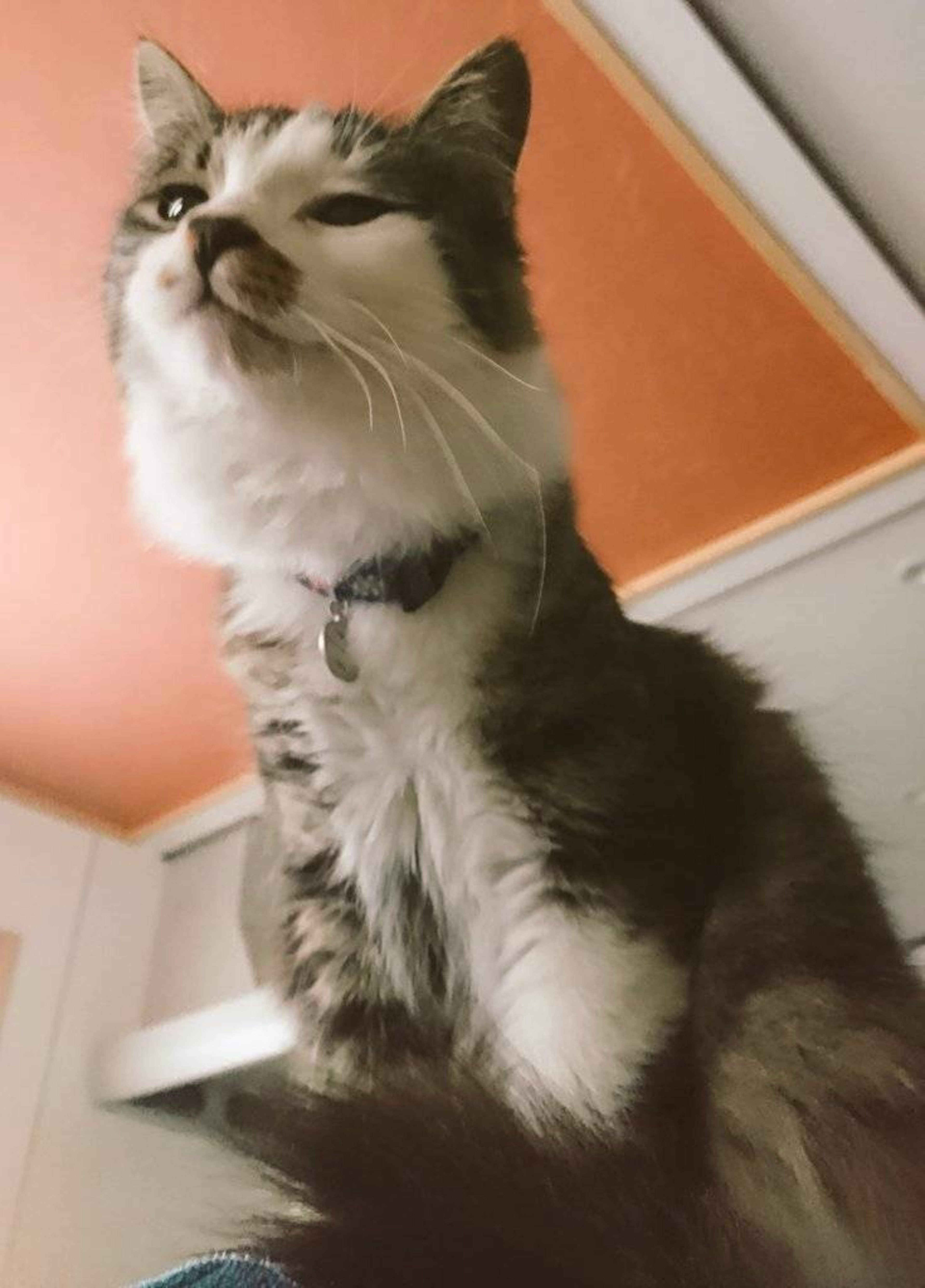 A cat looking up with distinctive gray and white fur