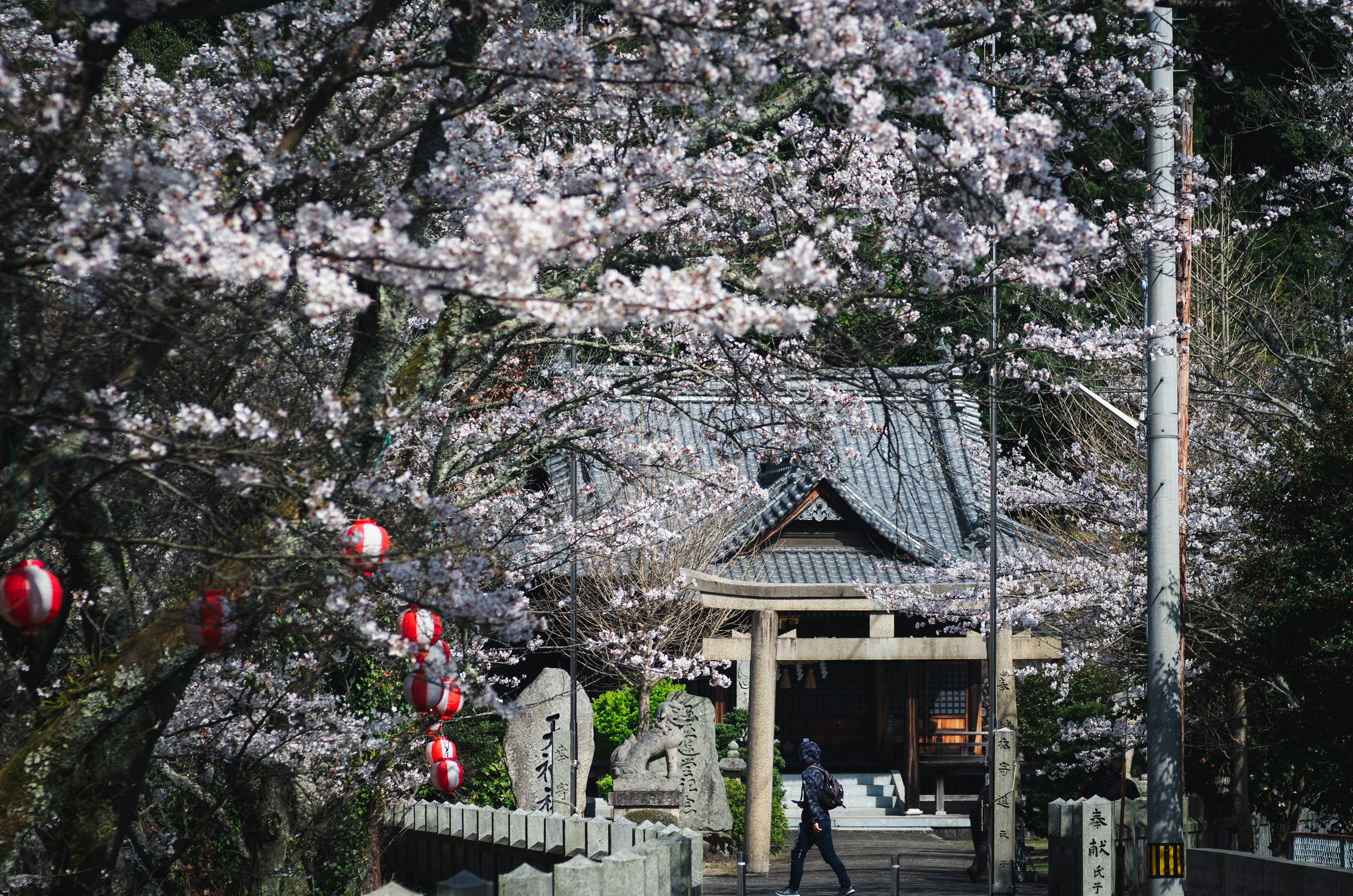 Person walking at the entrance of a shrine surrounded by cherry blossom trees