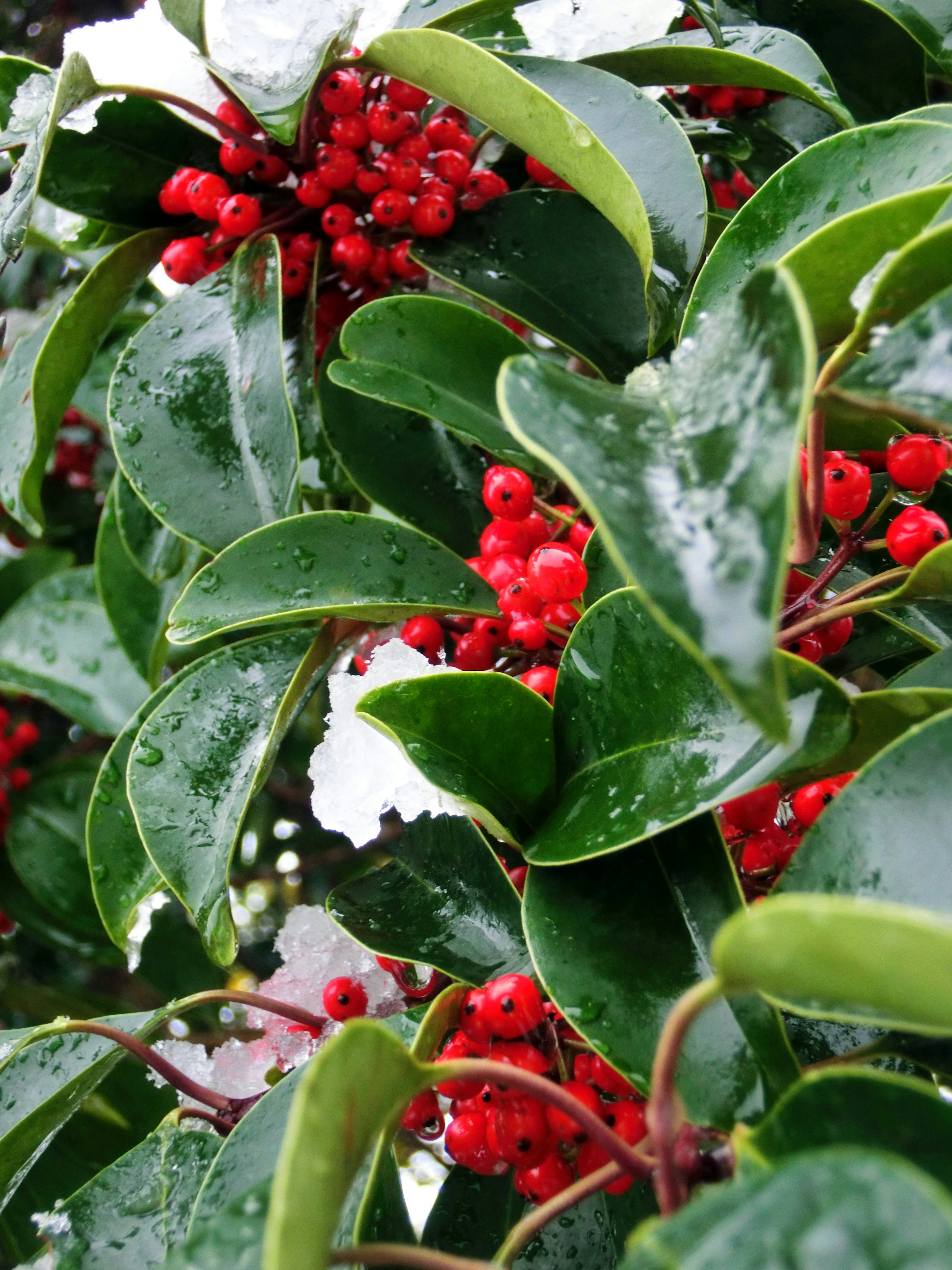 赤い実と緑の葉を持つホーリーの植物に雪が積もっている