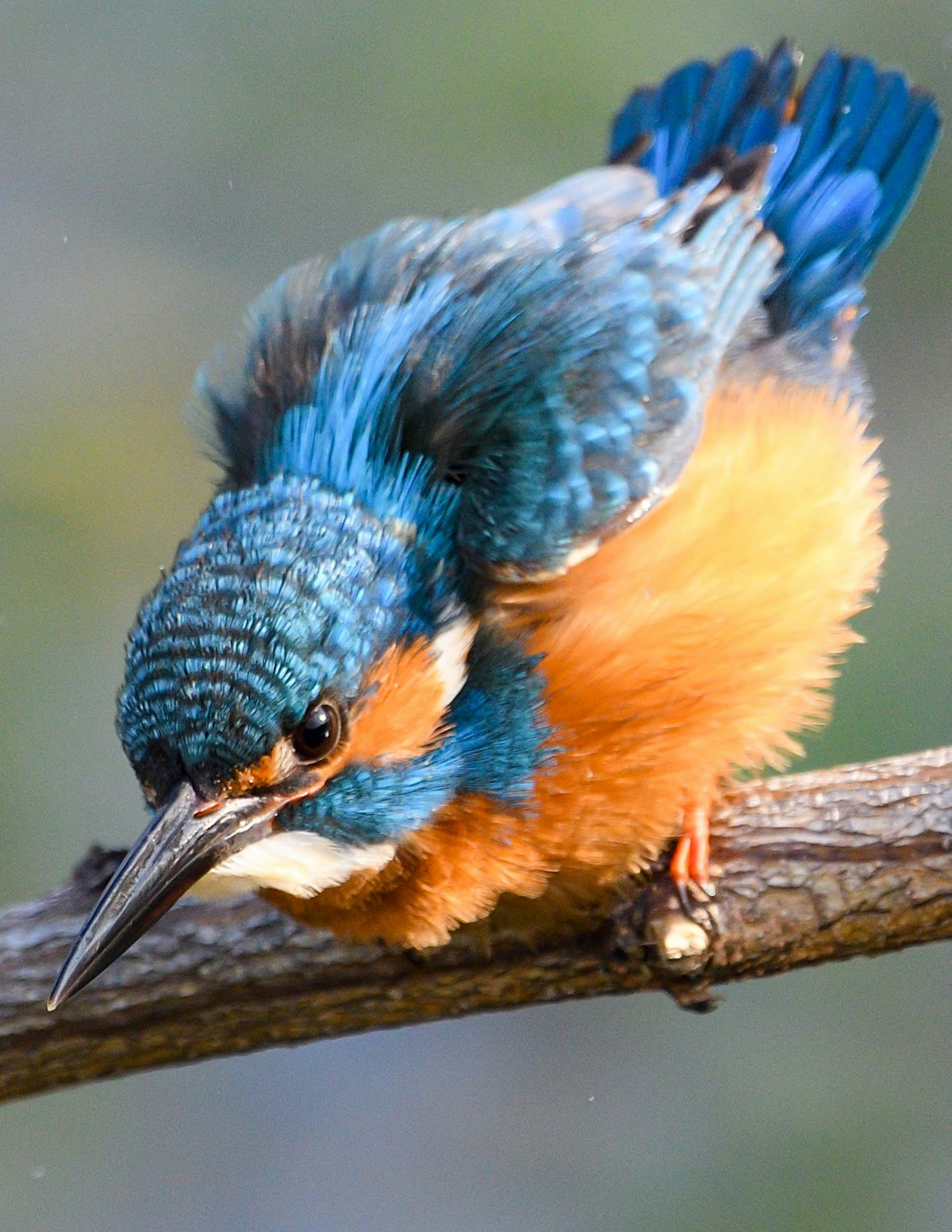 A kingfisher with vibrant blue and orange feathers perched on a branch