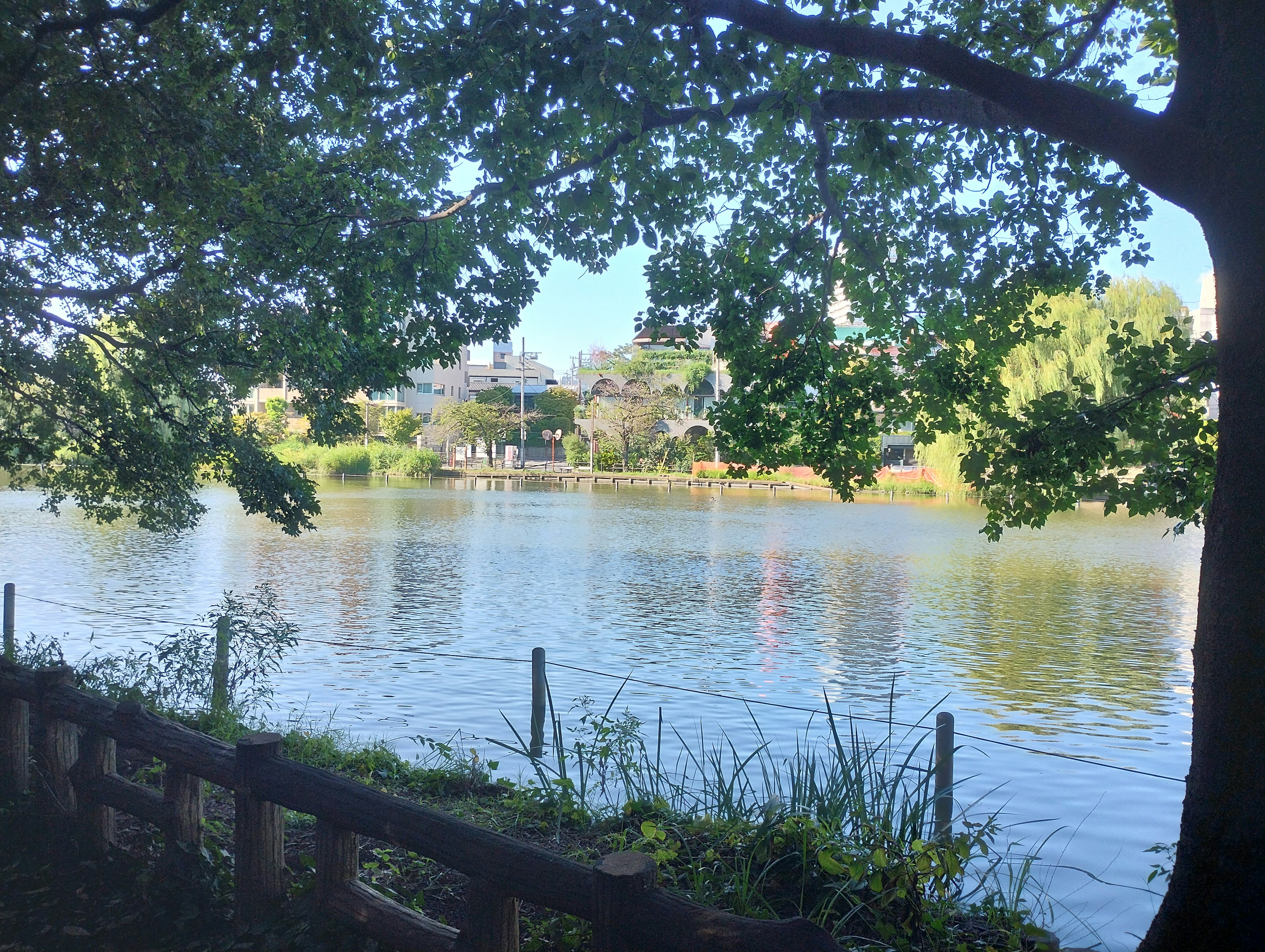 Serene river view framed by lush green trees