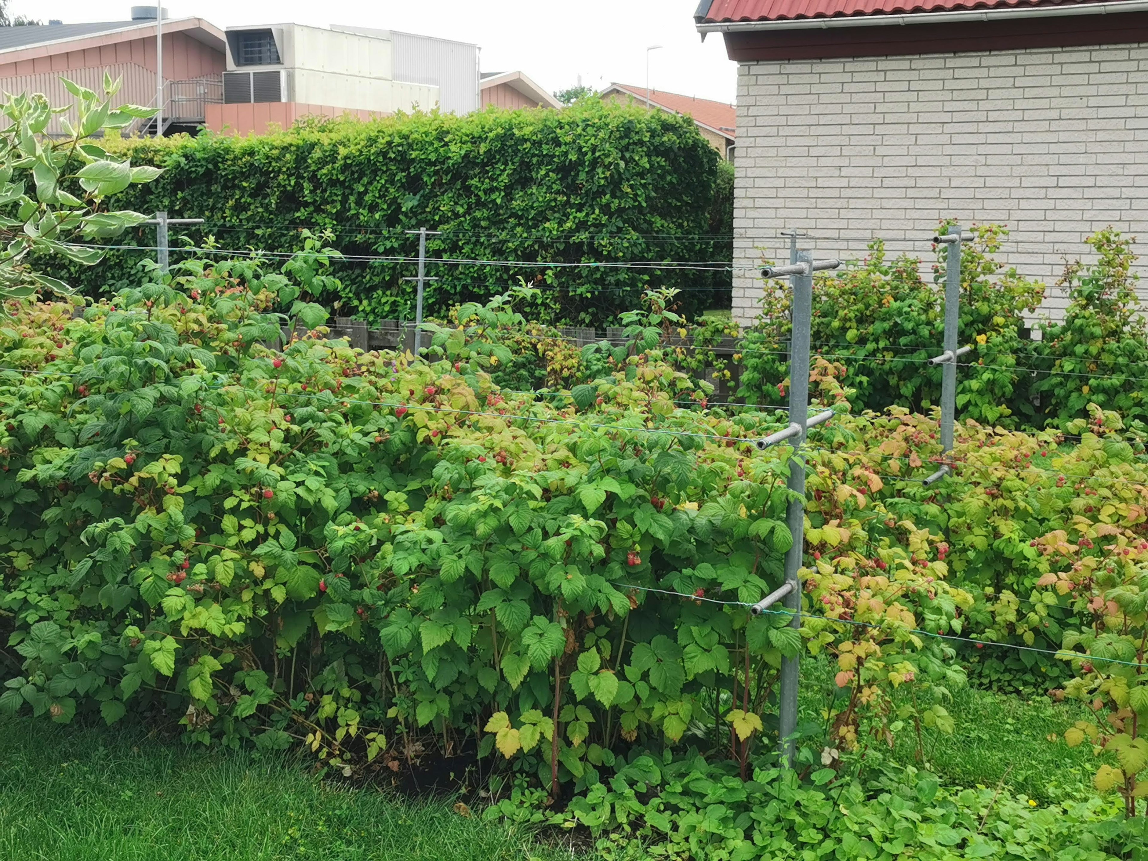 Bild von Himbeersträuchern und Zaun in einem Garten