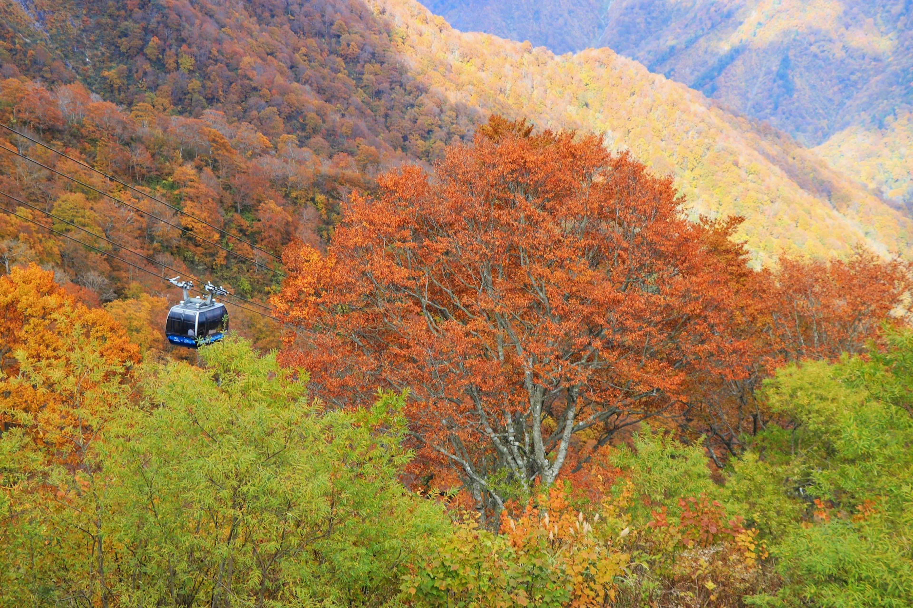 Vista panoramica di alberi autunnali dai colori vivaci e una funivia