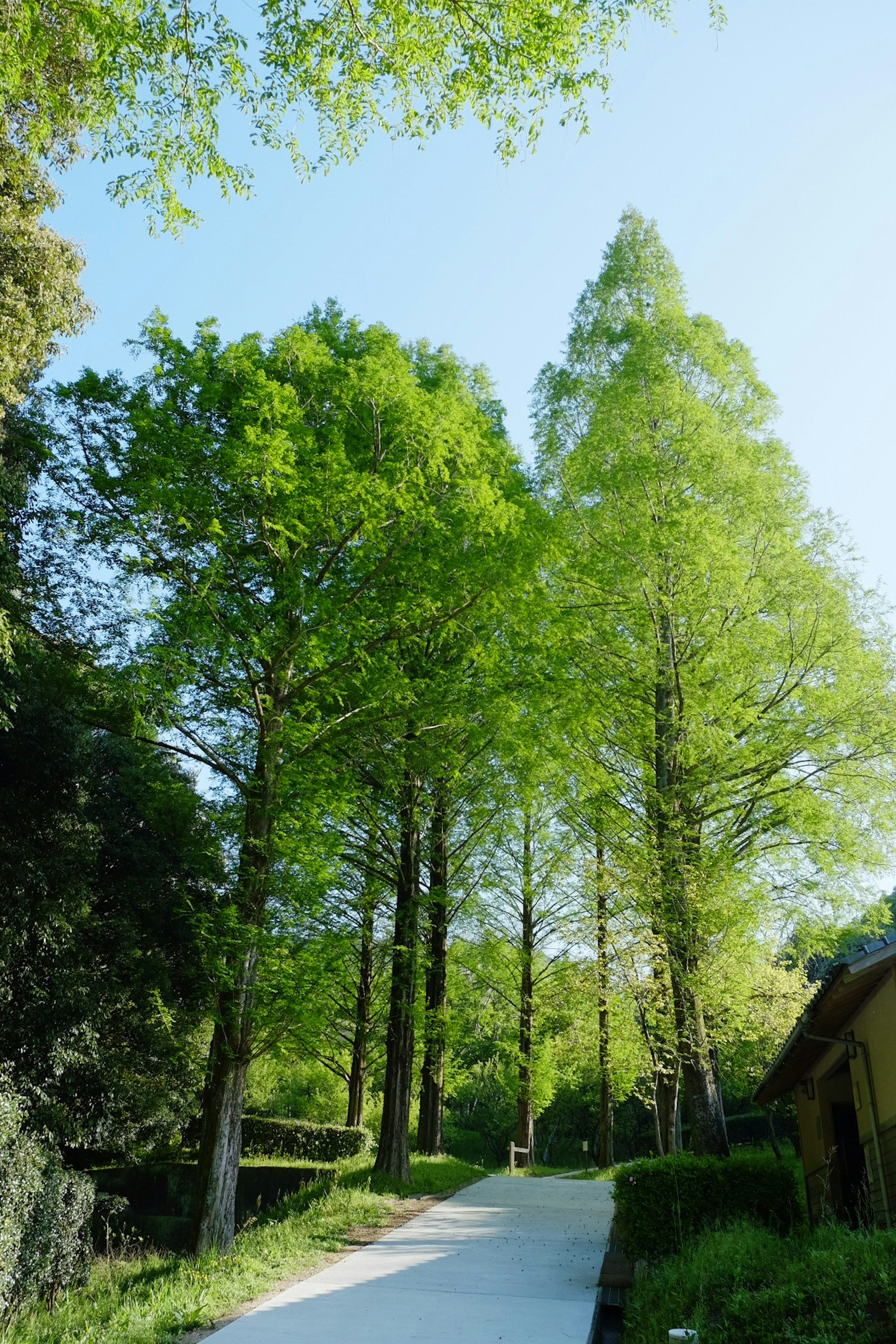 Un chemin entouré d'arbres verts luxuriants sous un ciel bleu clair