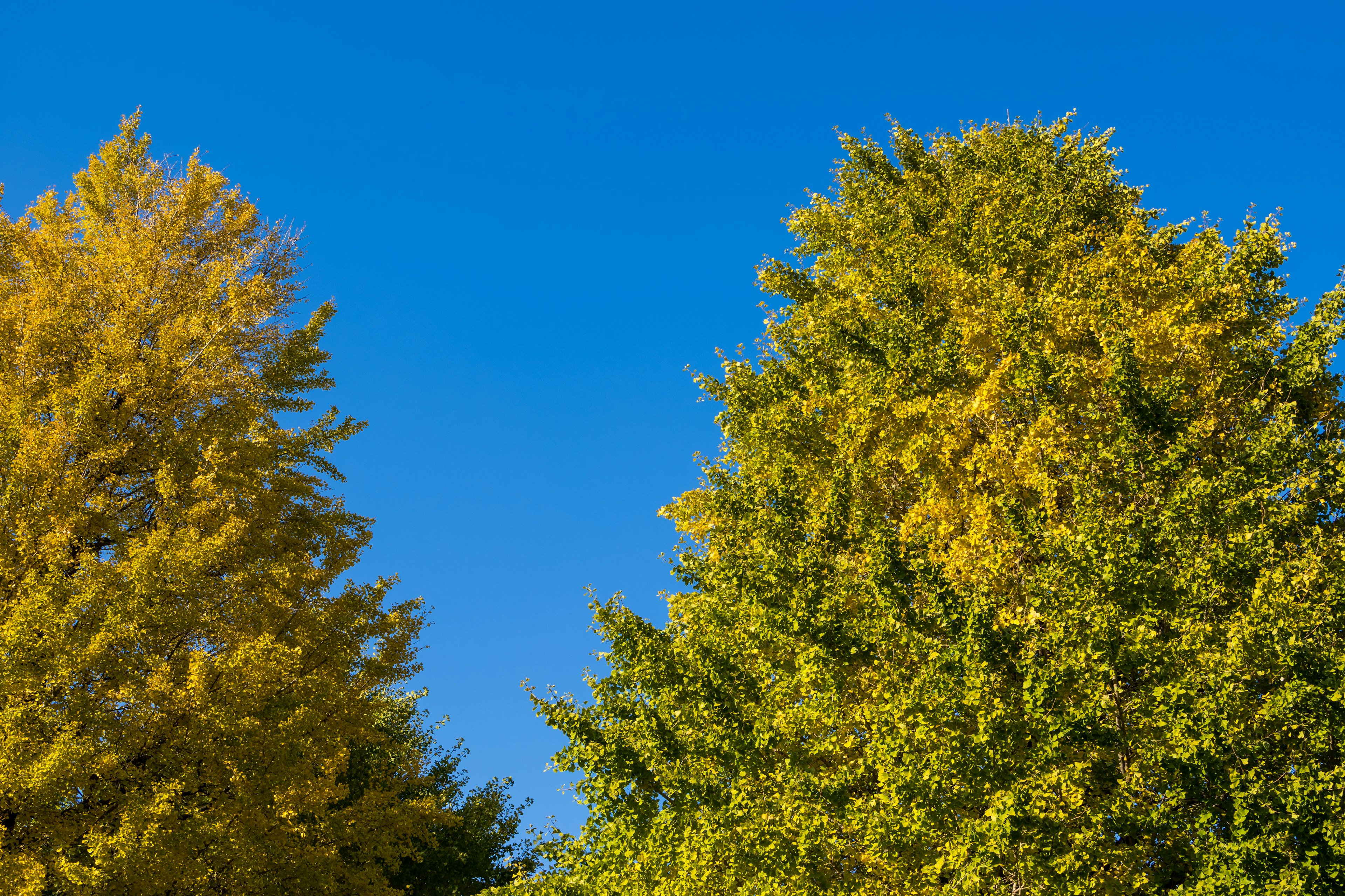 Pohon dengan daun kuning di bawah langit biru cerah