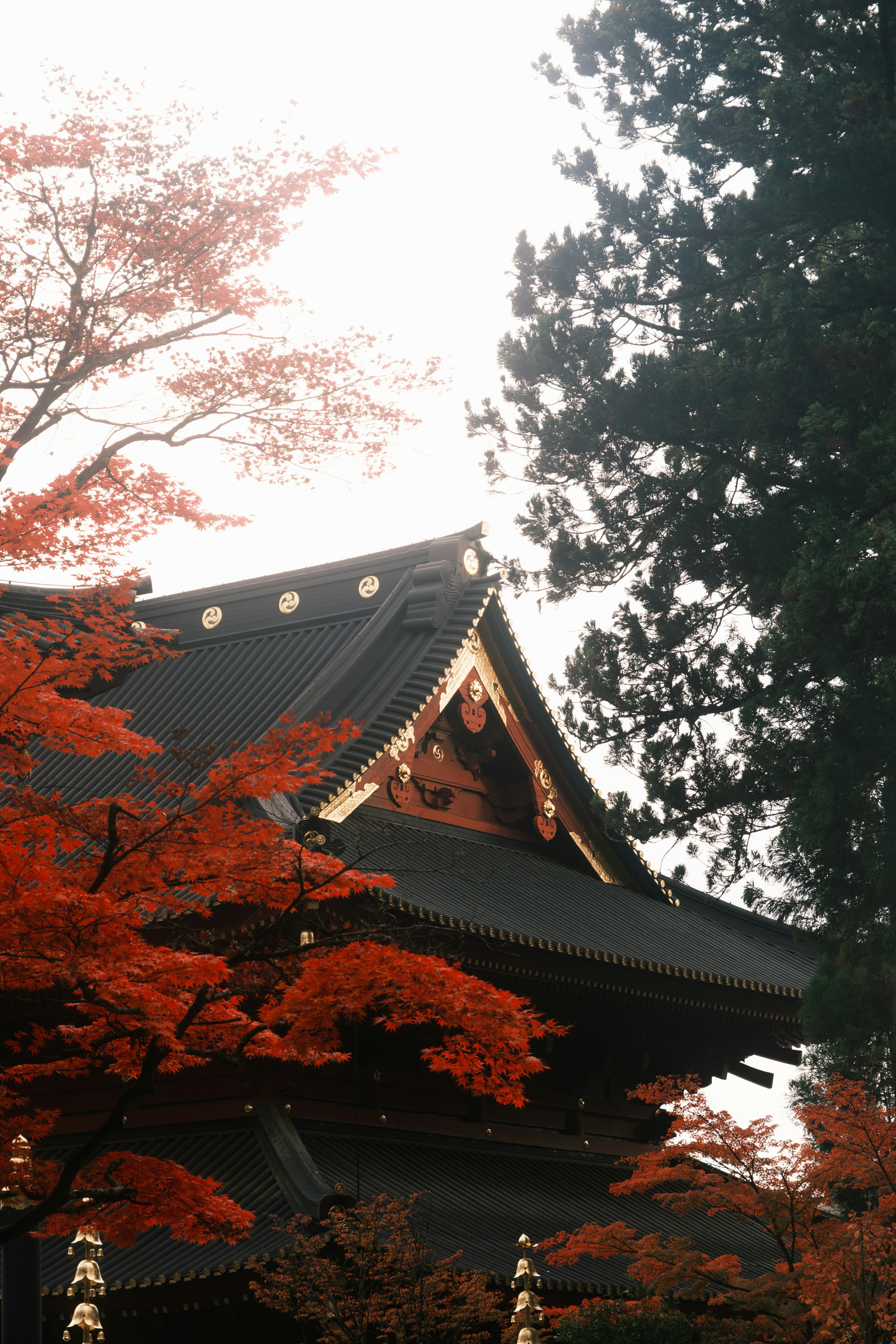 Traditional Japanese temple roof surrounded by vibrant red autumn leaves