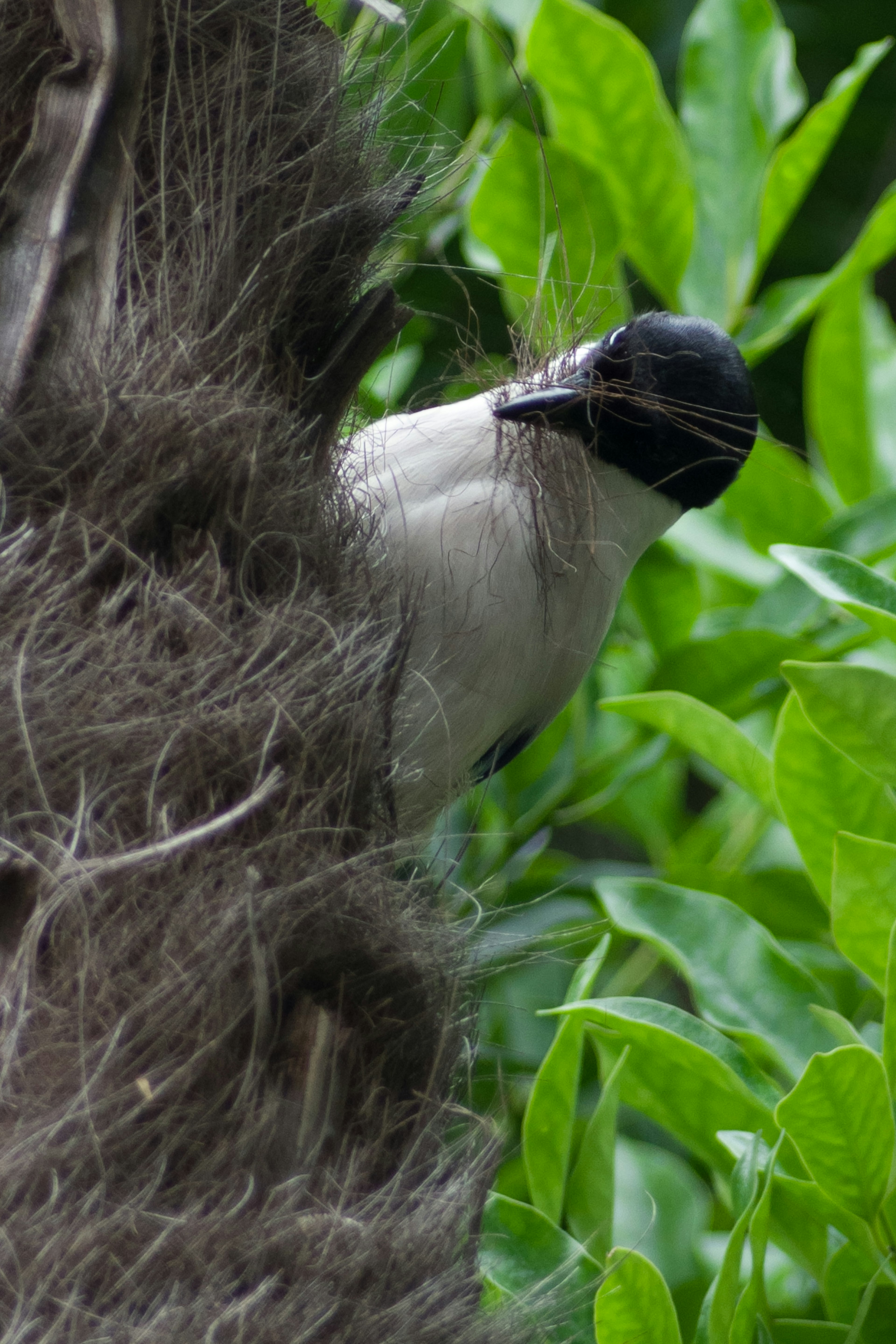 Oiseau à tête noire se cachant derrière des feuilles vertes