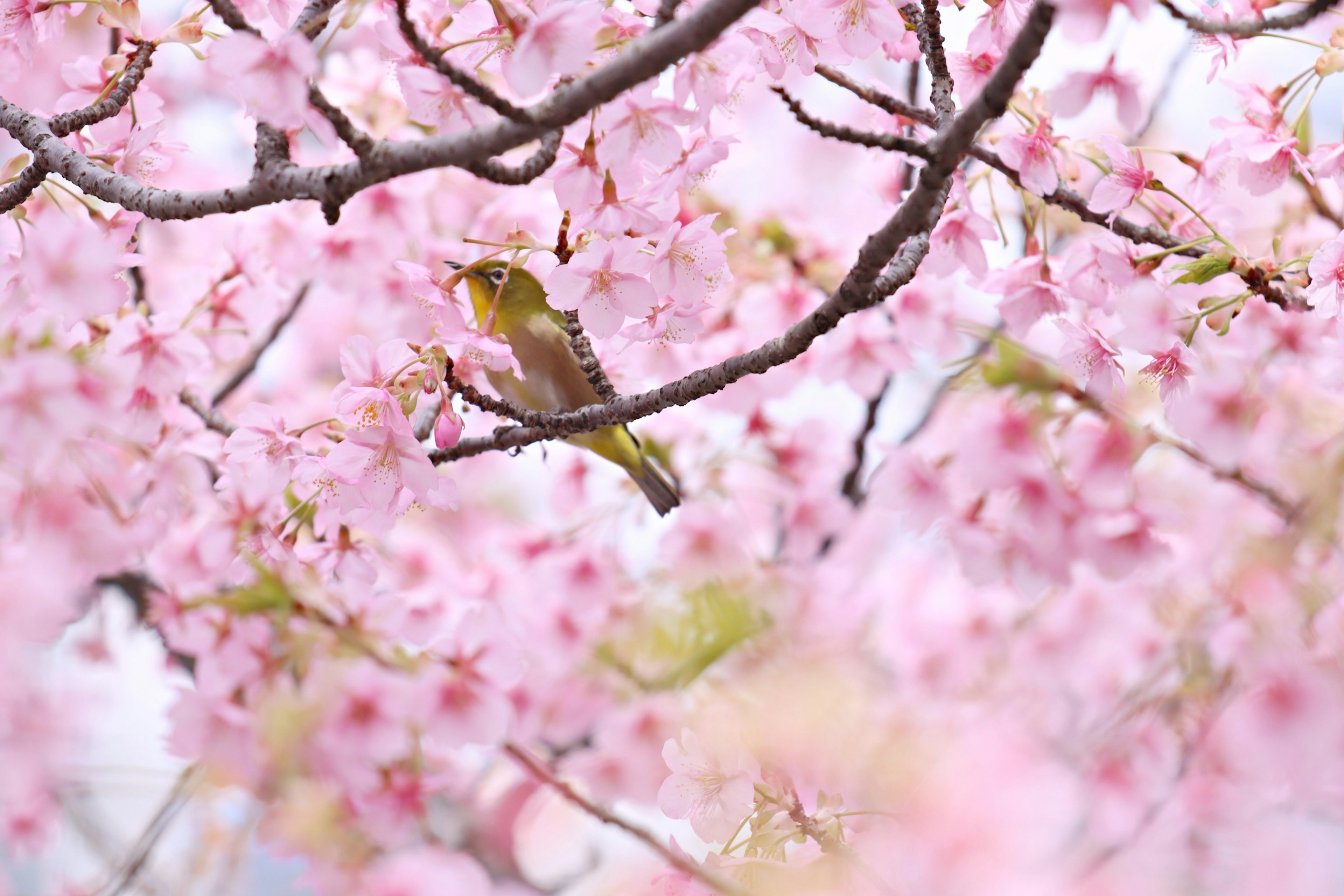 A small bird perched among vibrant cherry blossoms