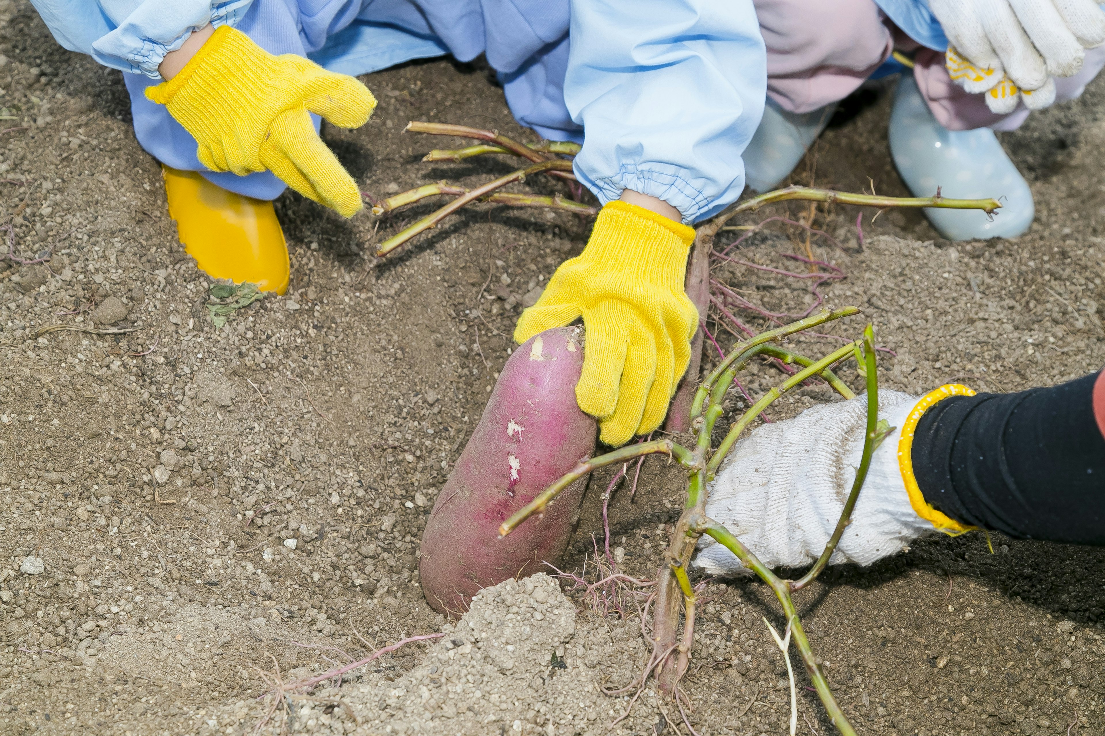 People harvesting sweet potatoes from the soil