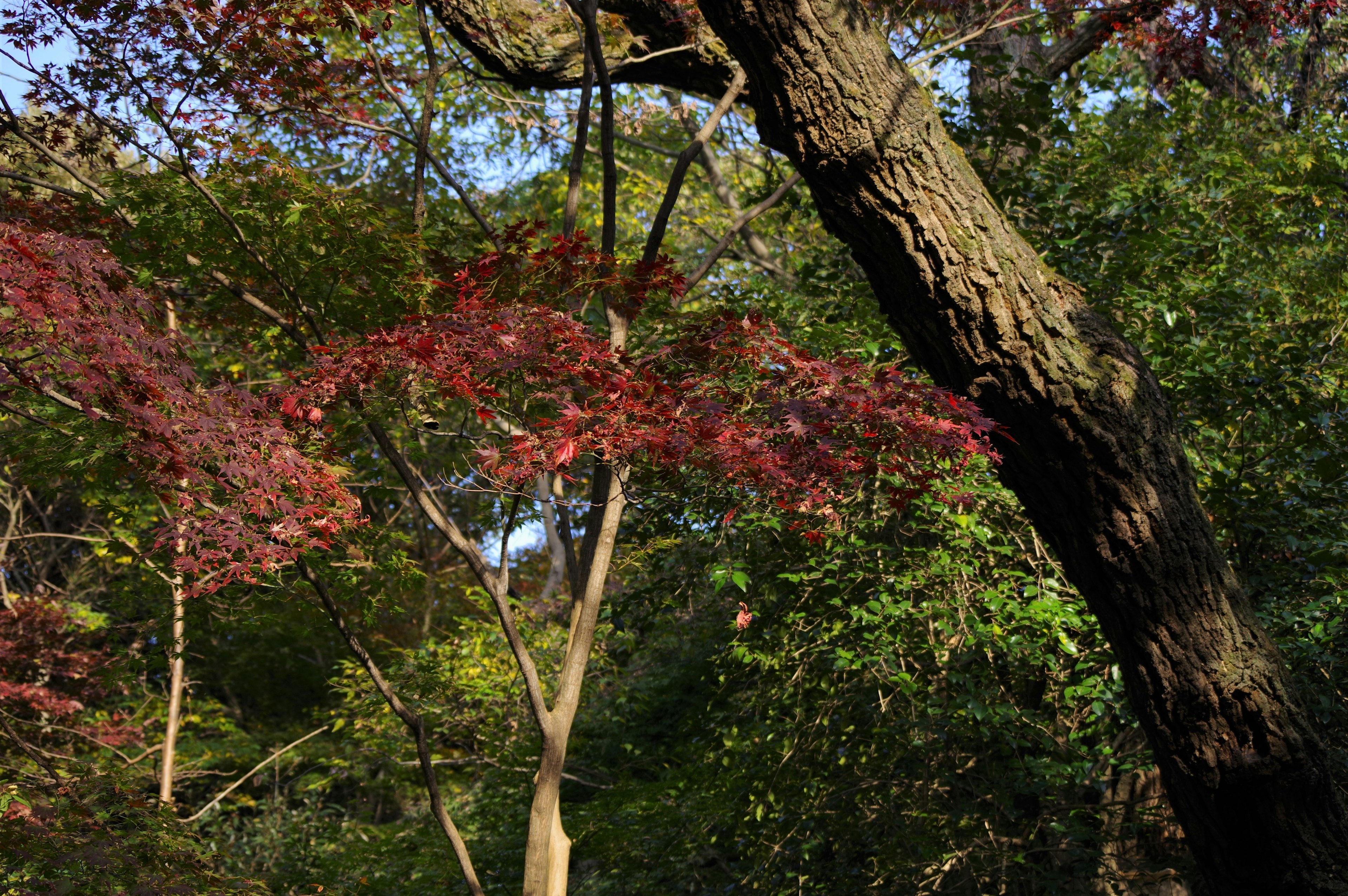 ทิวทัศน์ของต้นไม้ที่มีใบสีแดงท่ามกลางใบไม้สีเขียวที่เขียวชอุ่ม