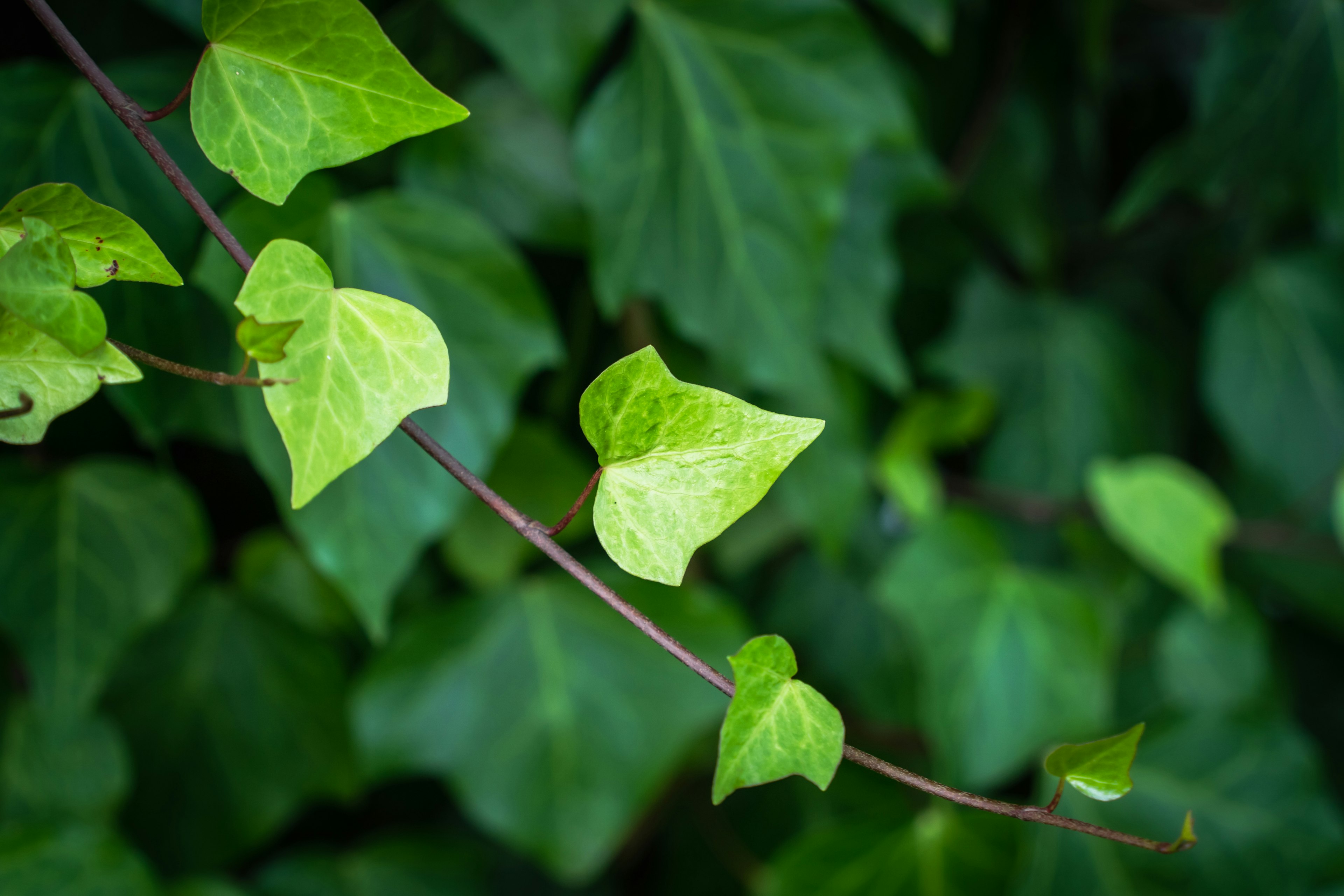 Photo en gros plan de feuilles vertes et de vignes