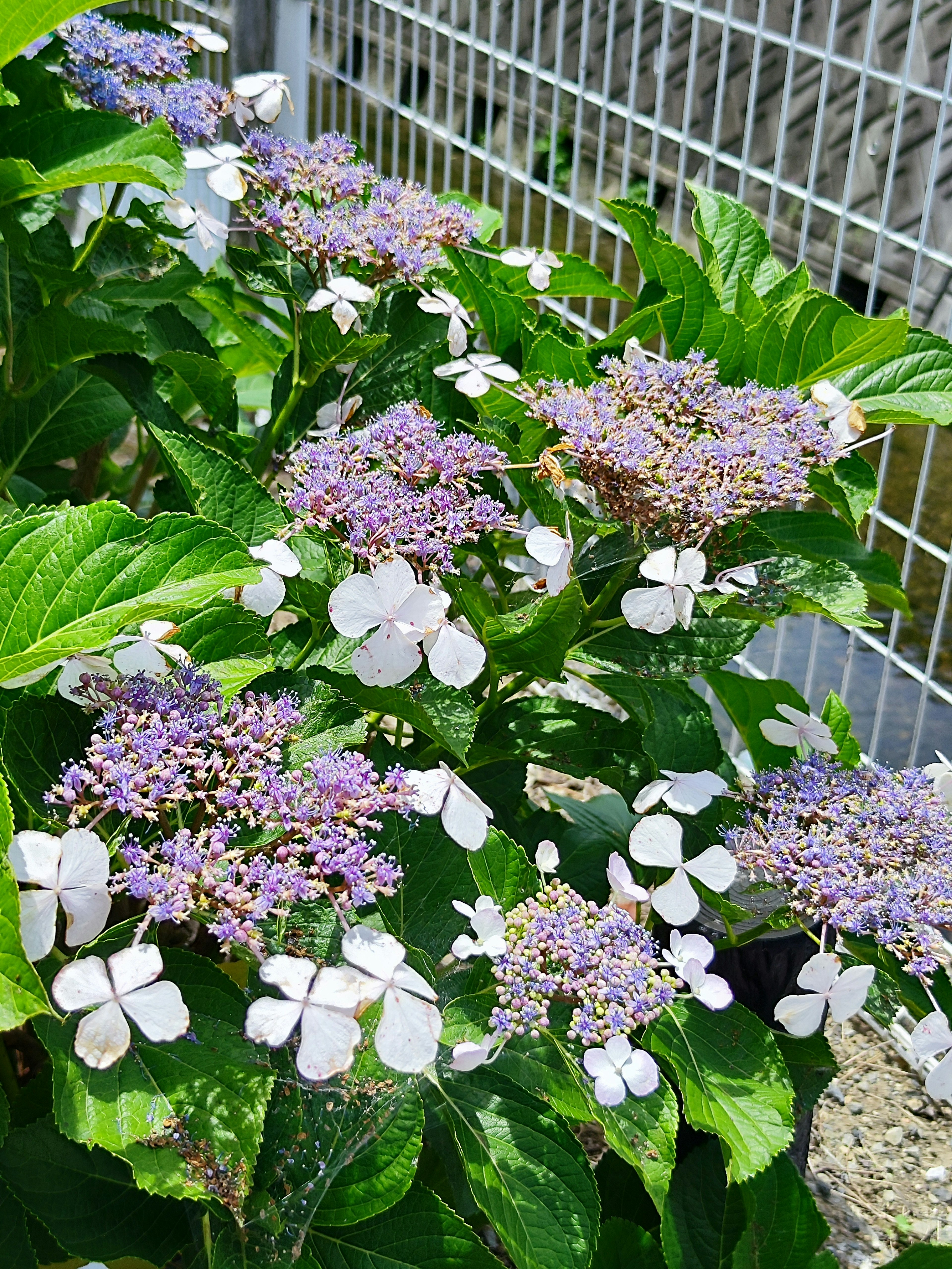 Planta de hortensia con flores moradas y blancas rodeada de hojas verdes