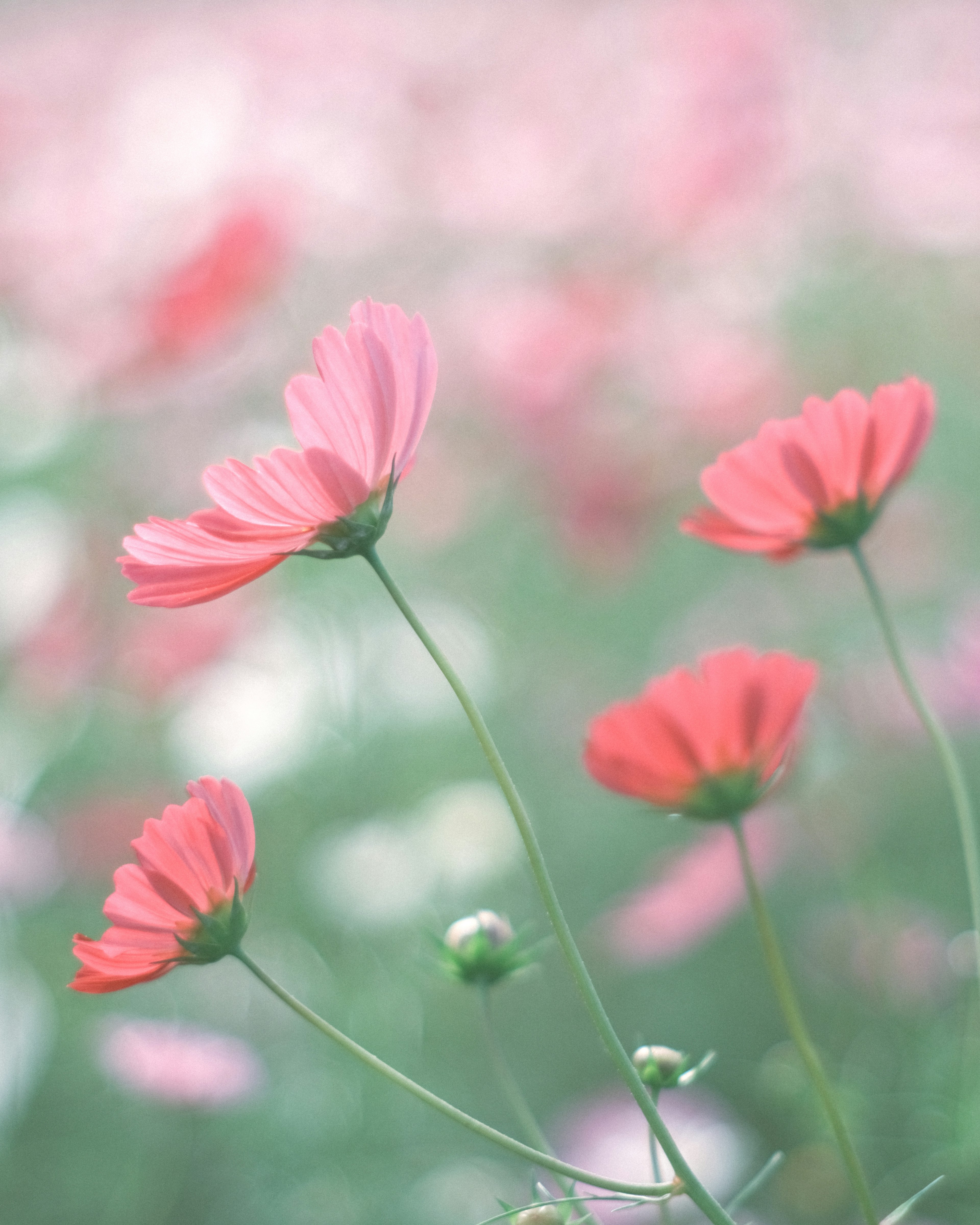 Un campo de flores rosas suaves con un fondo verde suave