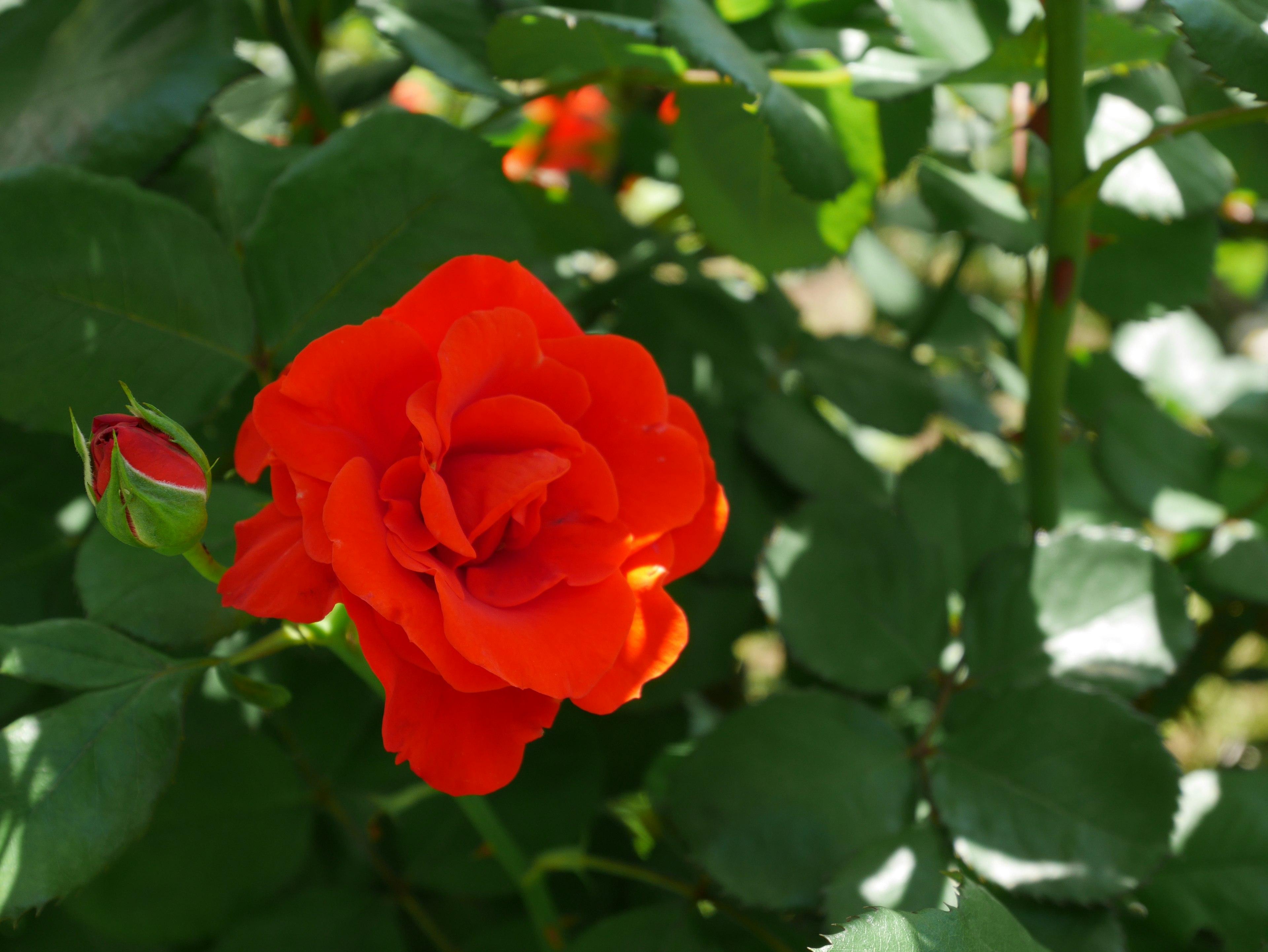 Lebendige orange Rose blüht zwischen grünen Blättern