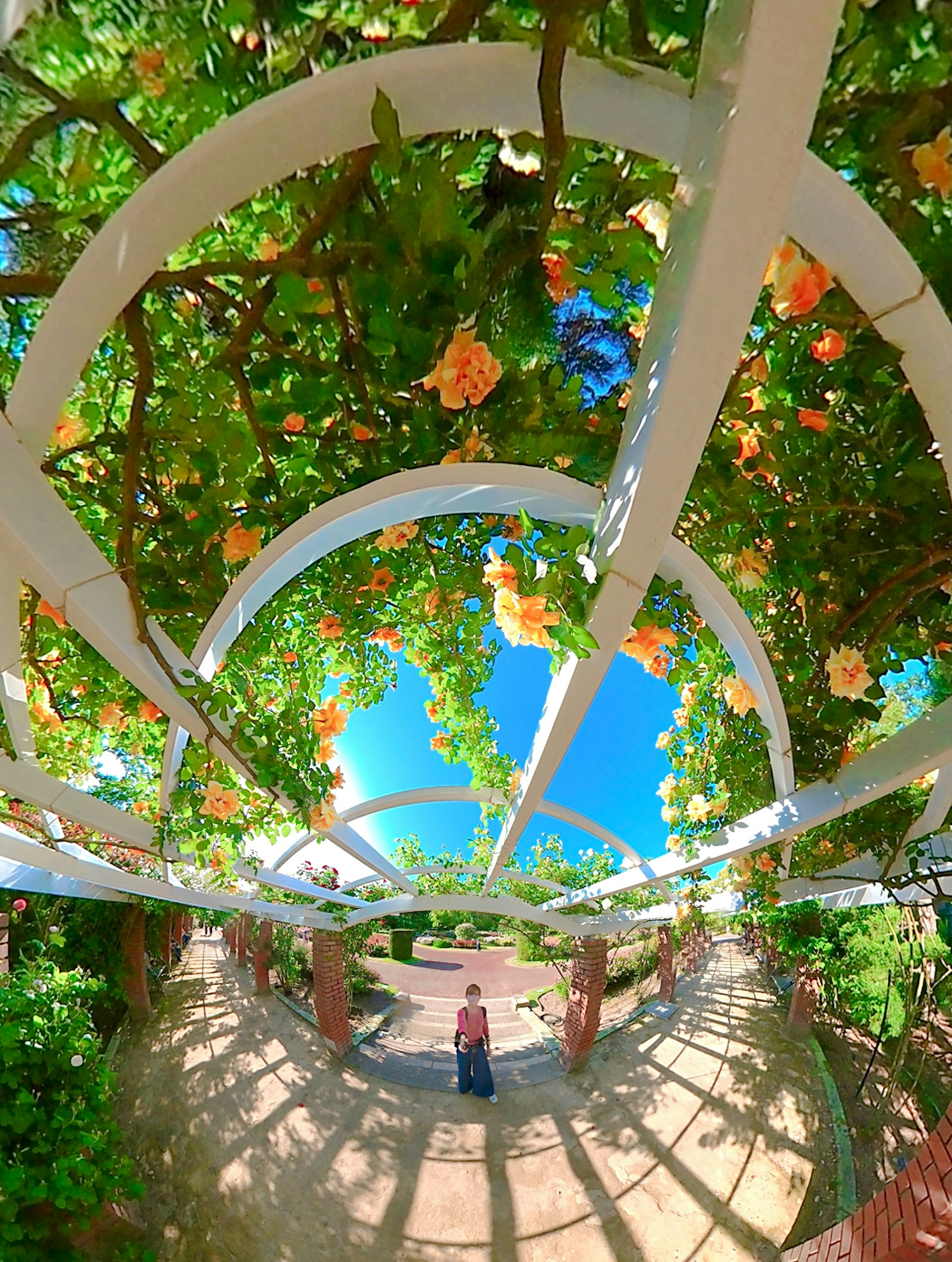 白いアーチの下に咲くオレンジの花と青空を背景にした風景