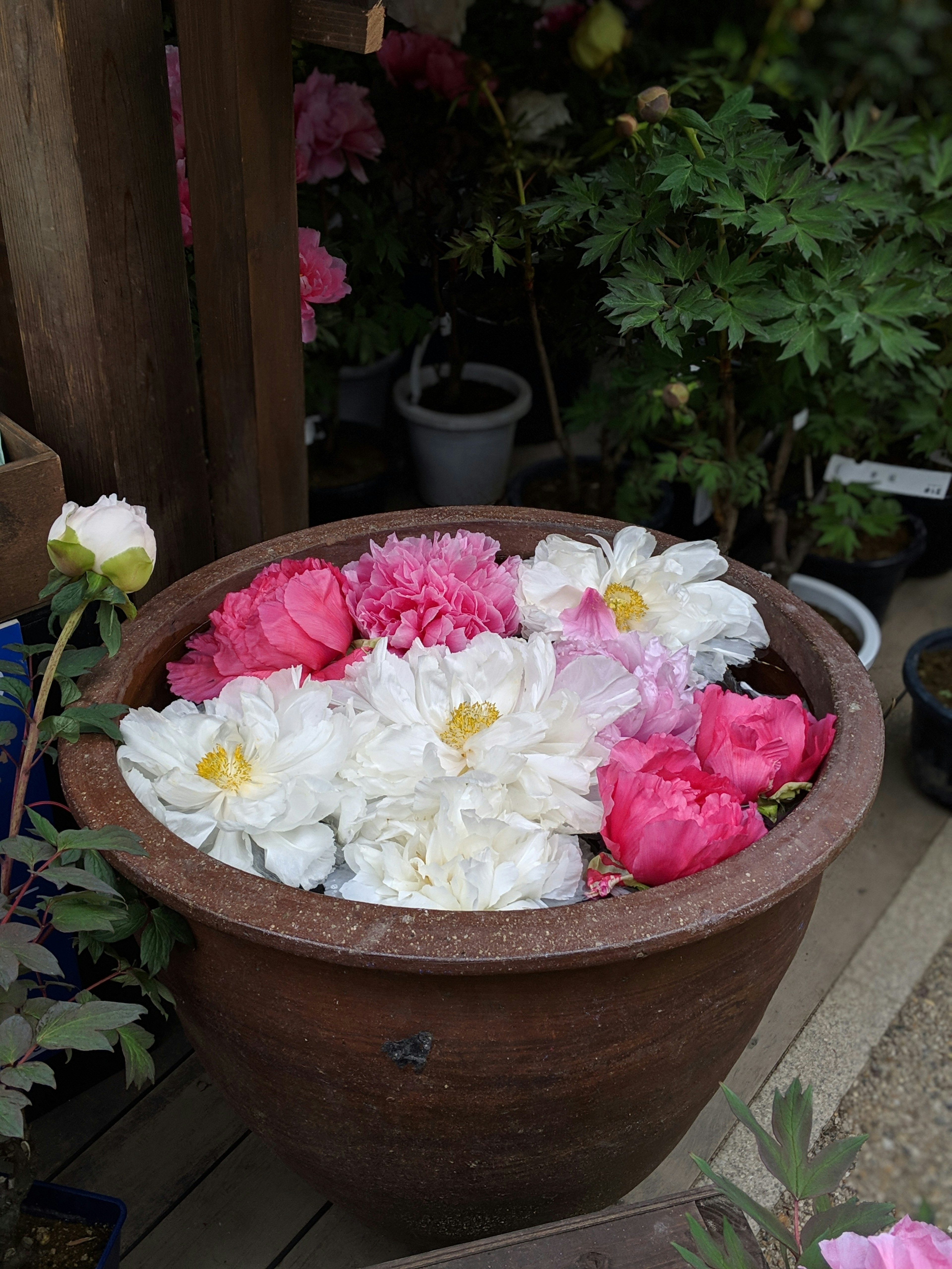 Fleurs roses et blanches épanouies dans un pot en céramique