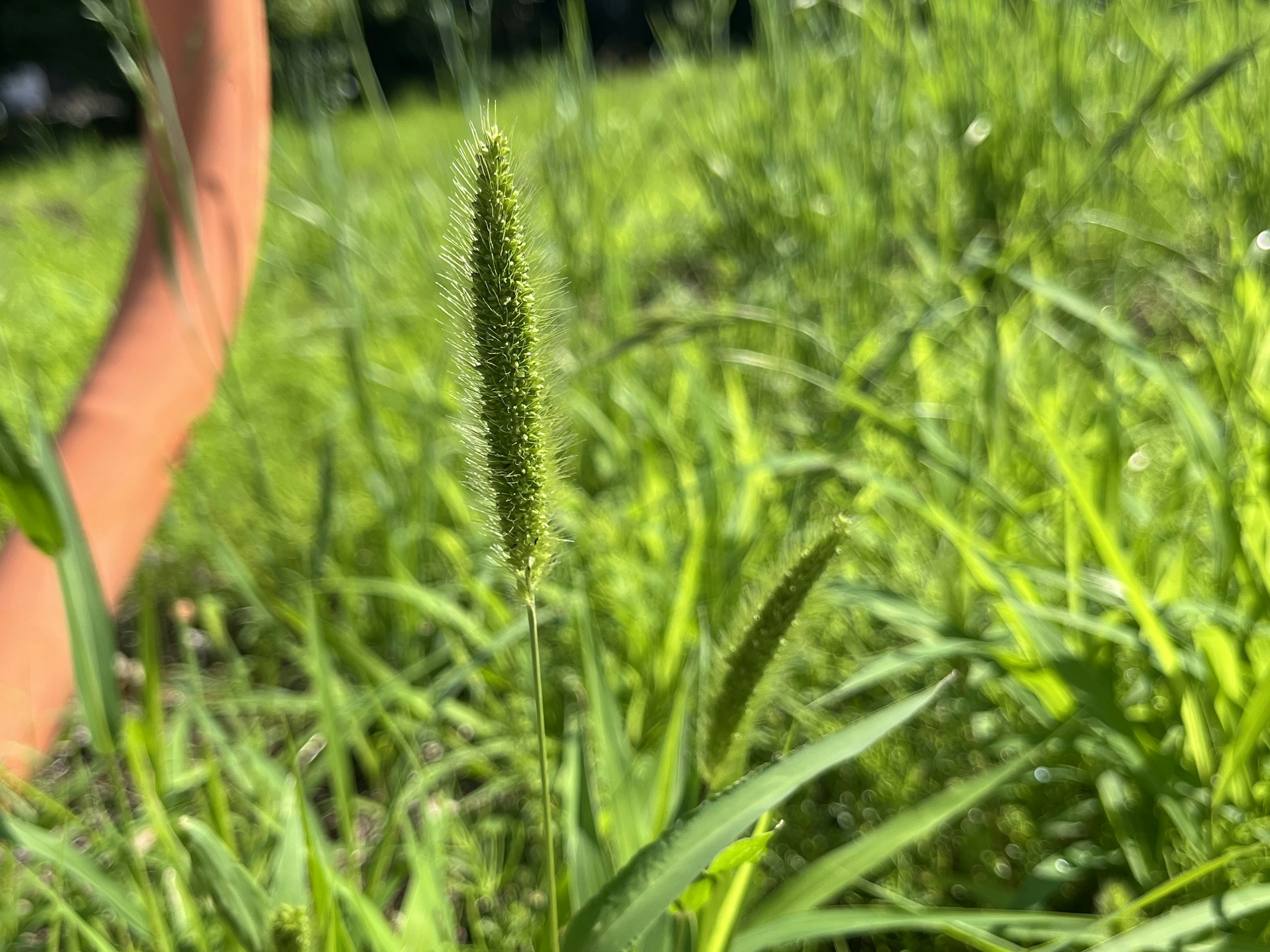 緑の草原に立つ細長い草の穂