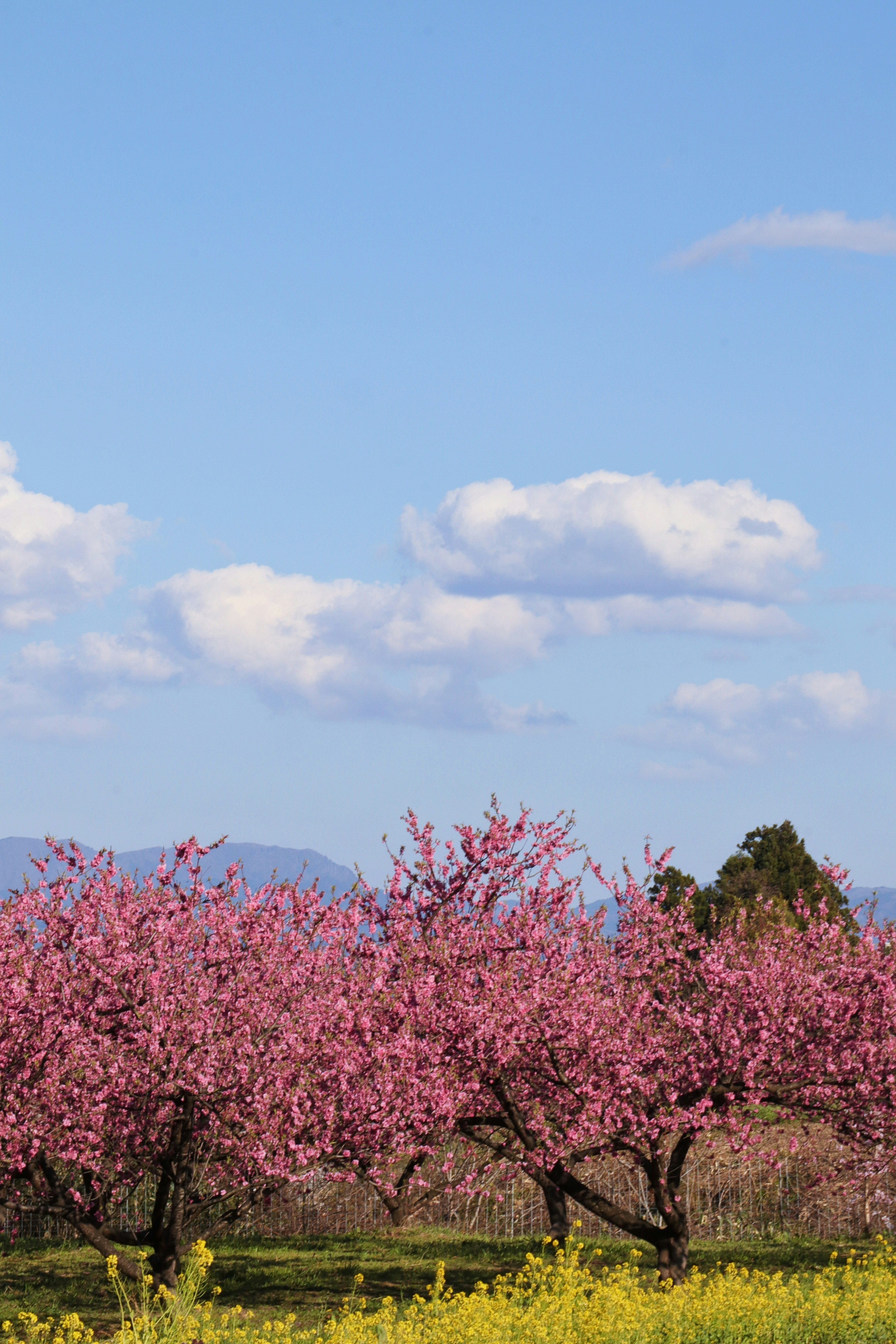 Blooming peach trees in a landscape with blue sky and white clouds