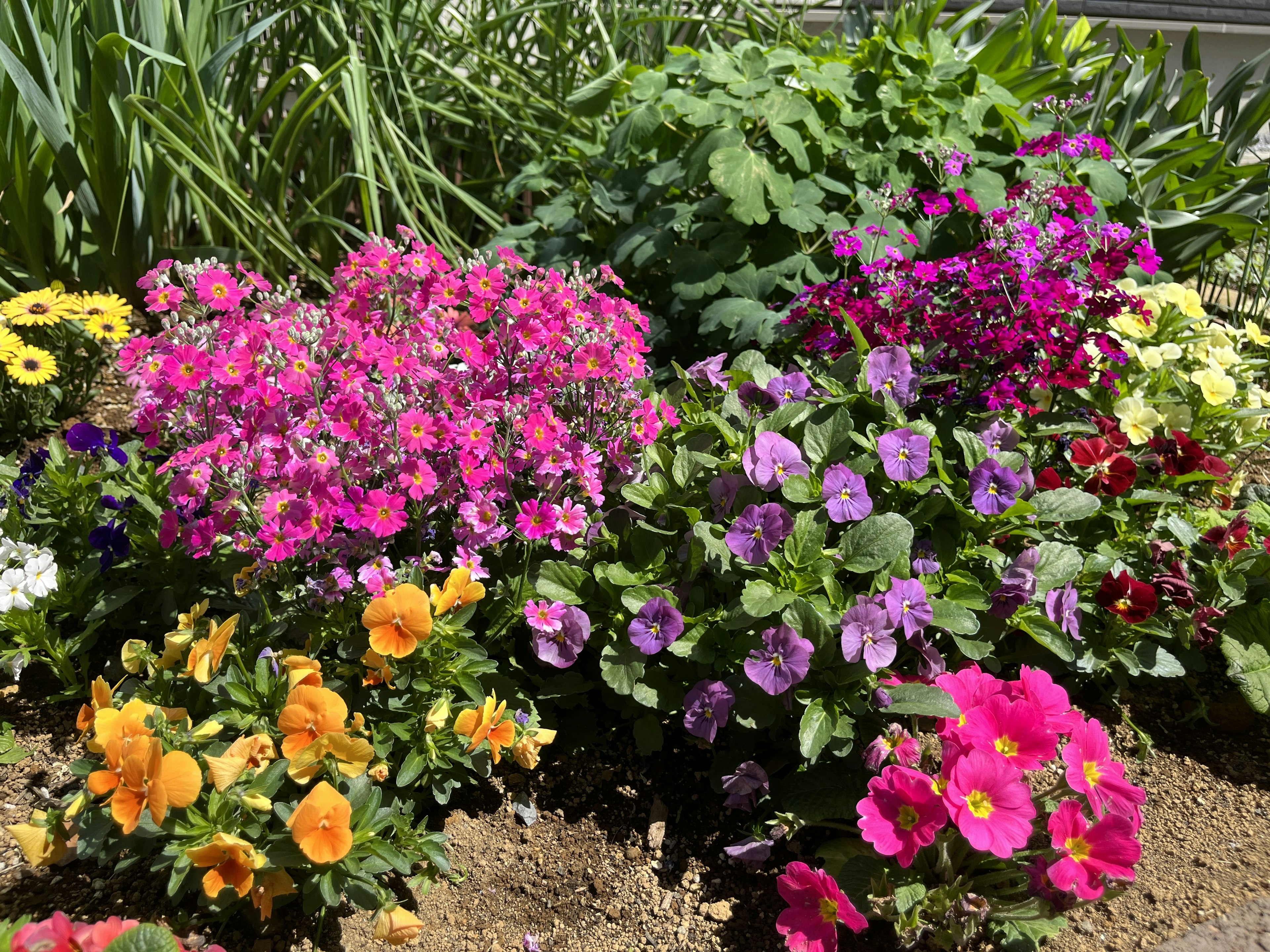 色とりどりの花が咲く庭の景色