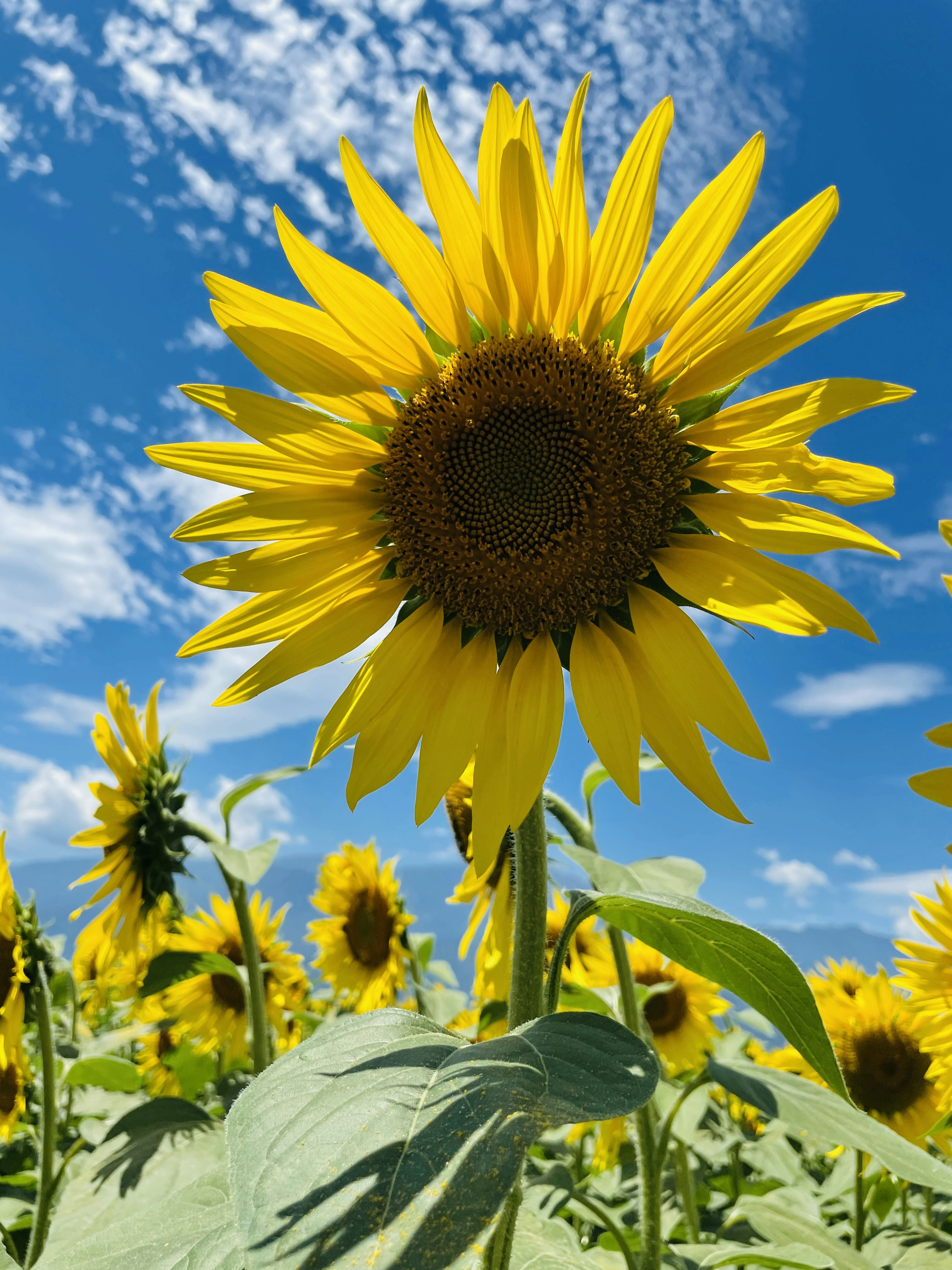 Nahaufnahme einer Sonnenblume, die unter einem hellblauen Himmel blüht