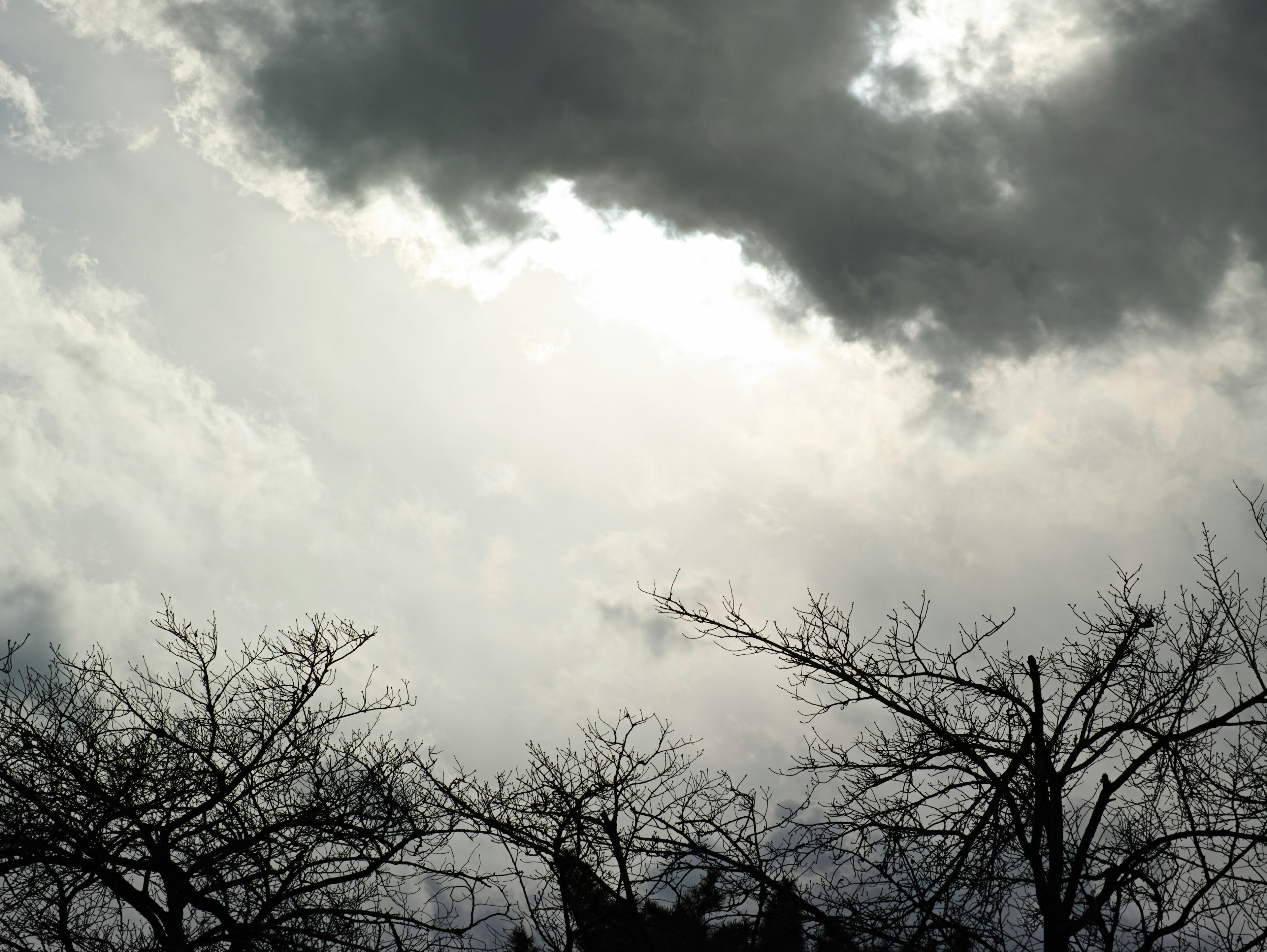 Overcast sky with silhouettes of bare trees