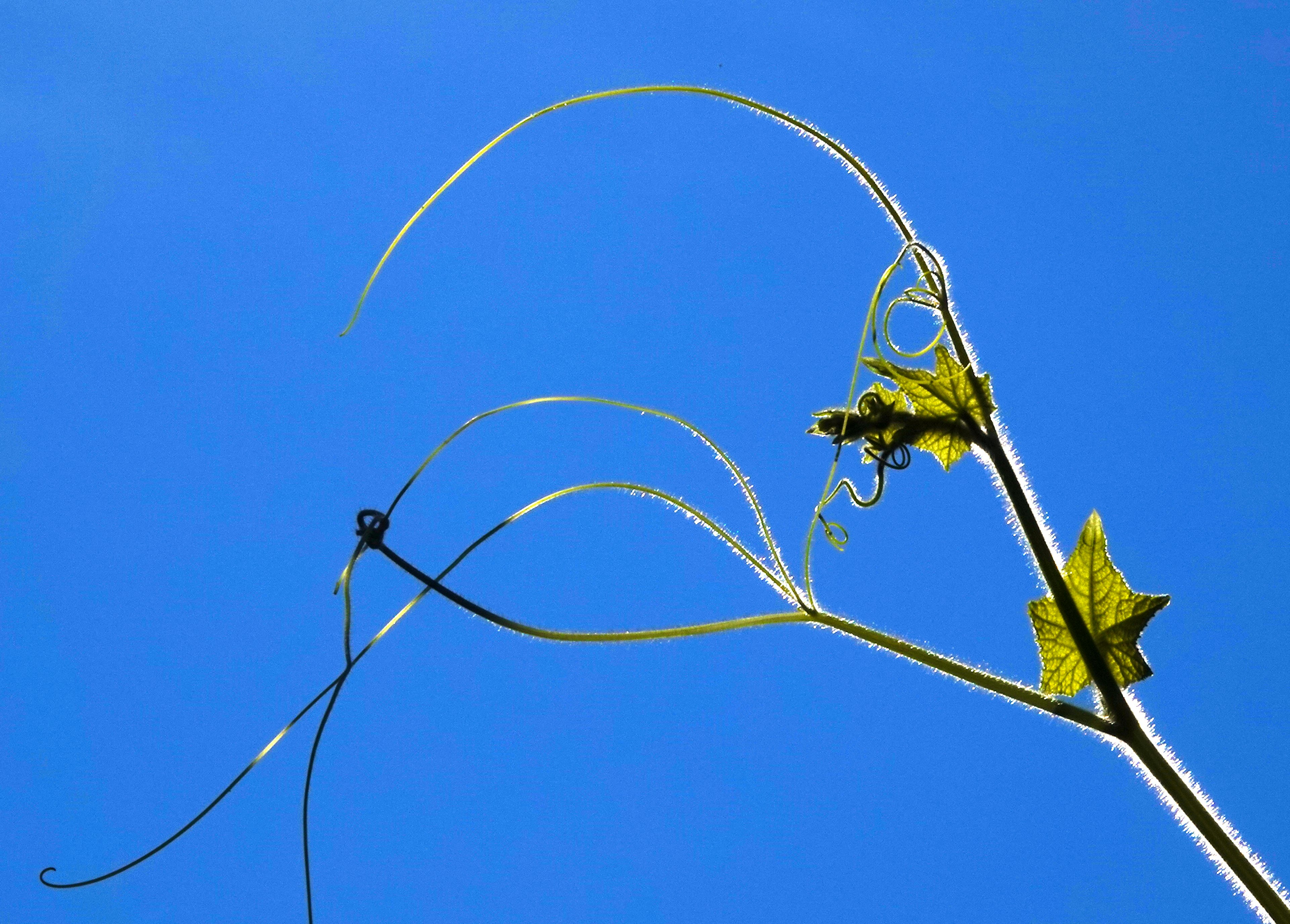 Thin vine and leaves of a plant against a clear blue sky