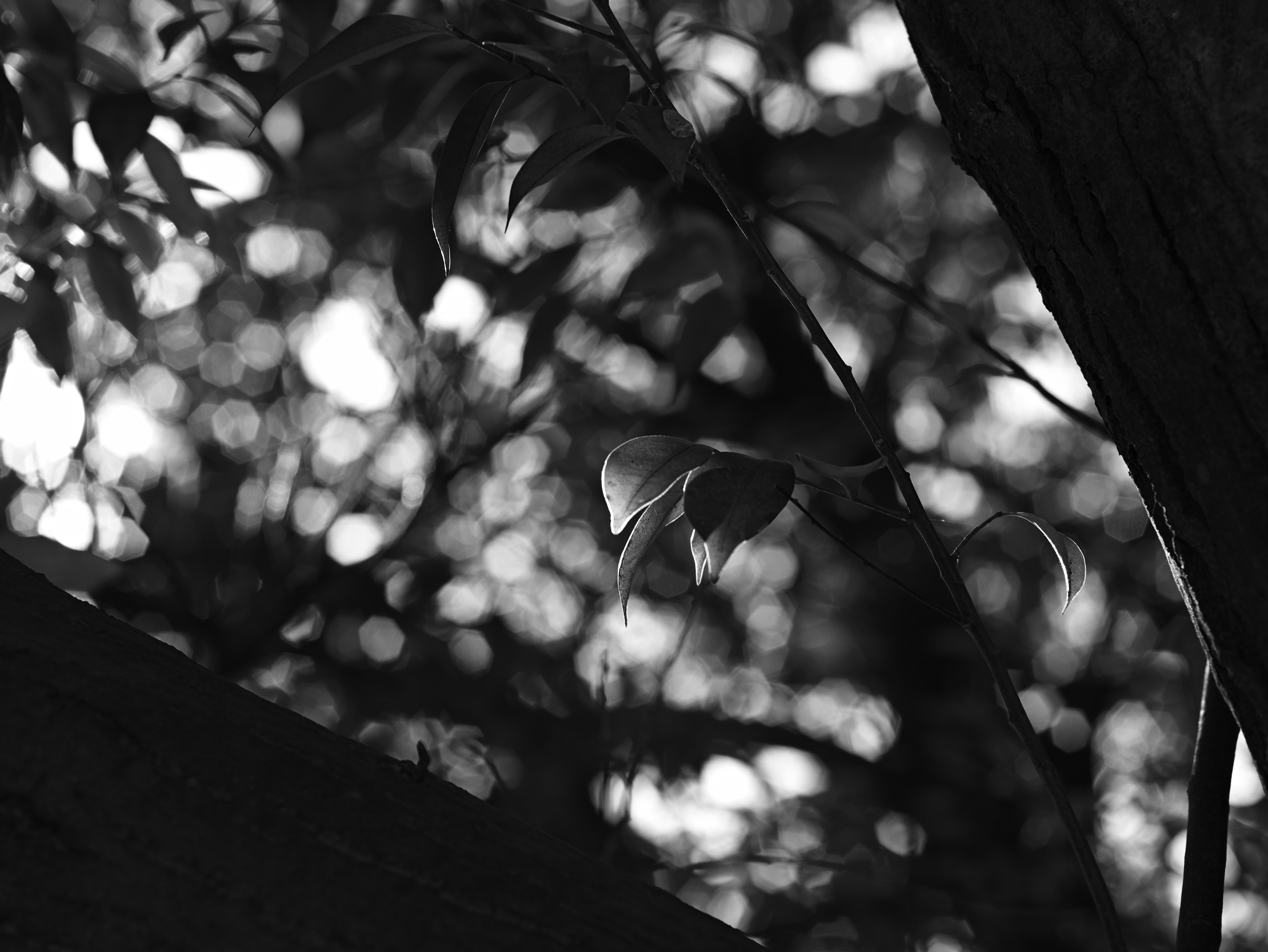 Blurred leaves and tree trunk in monochrome background