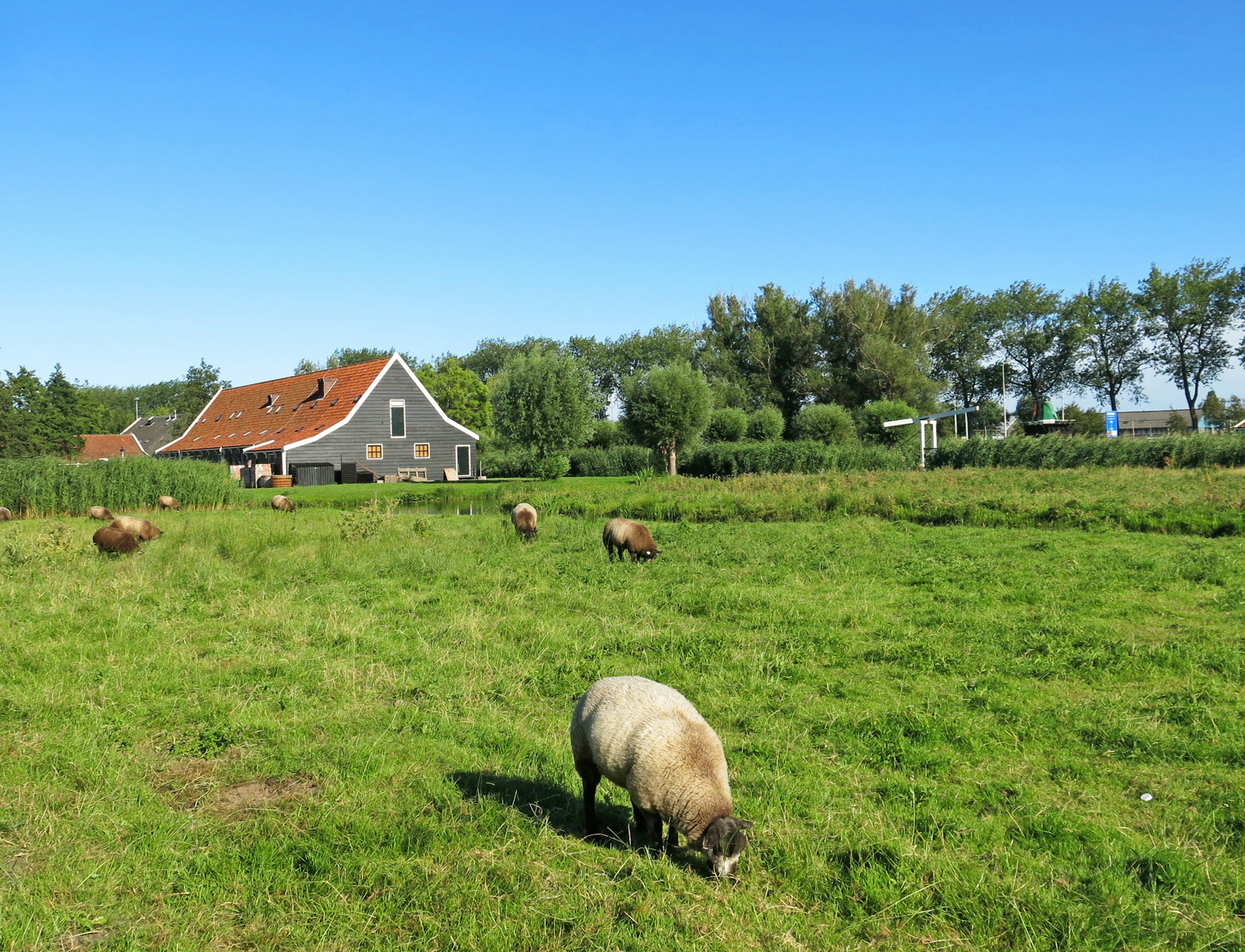 Eine Landschaft mit Schafen, die auf grünem Gras weiden und einem Haus