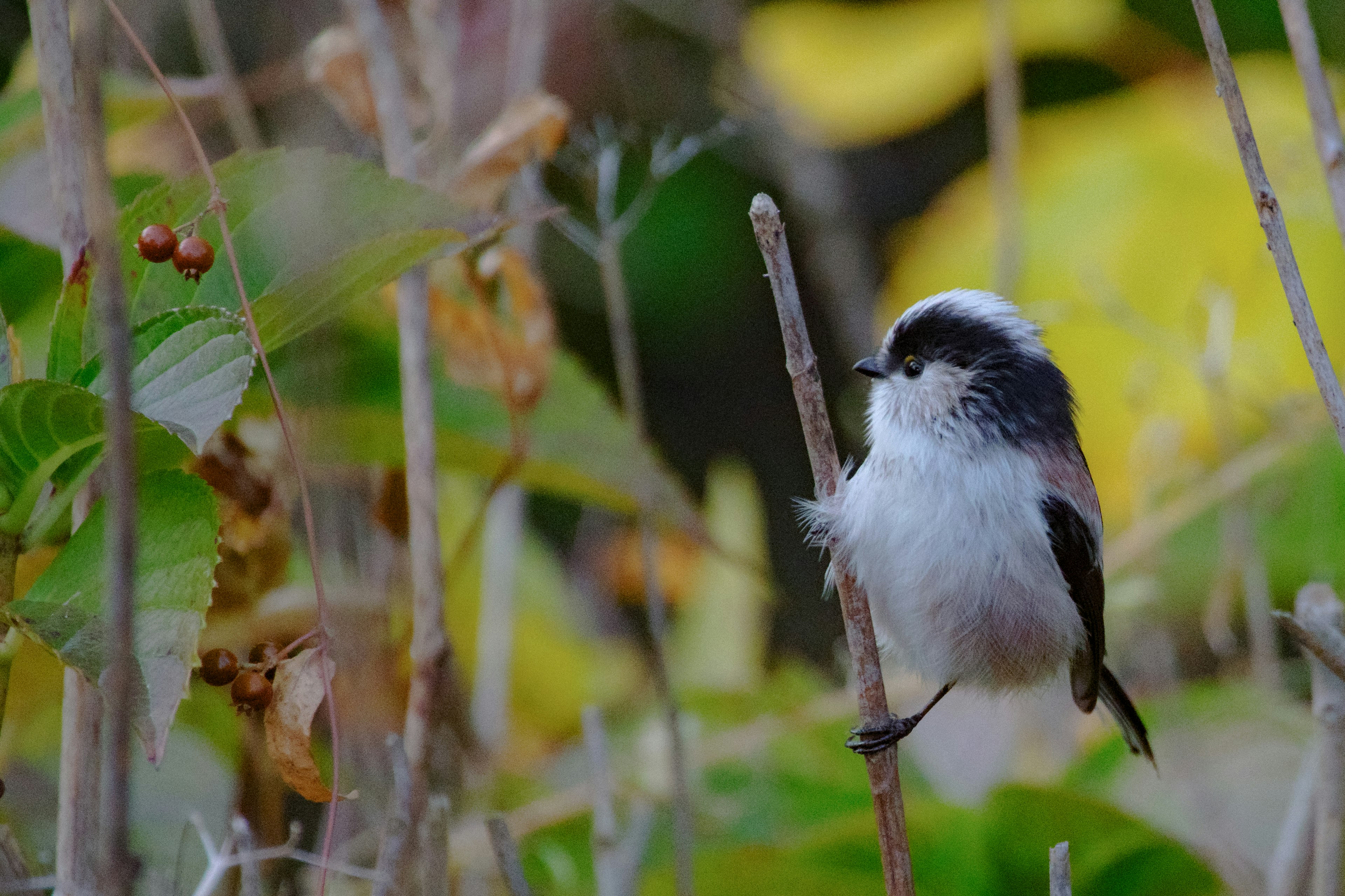 Un petit oiseau duveteux perché sur un bâton entouré de feuilles colorées