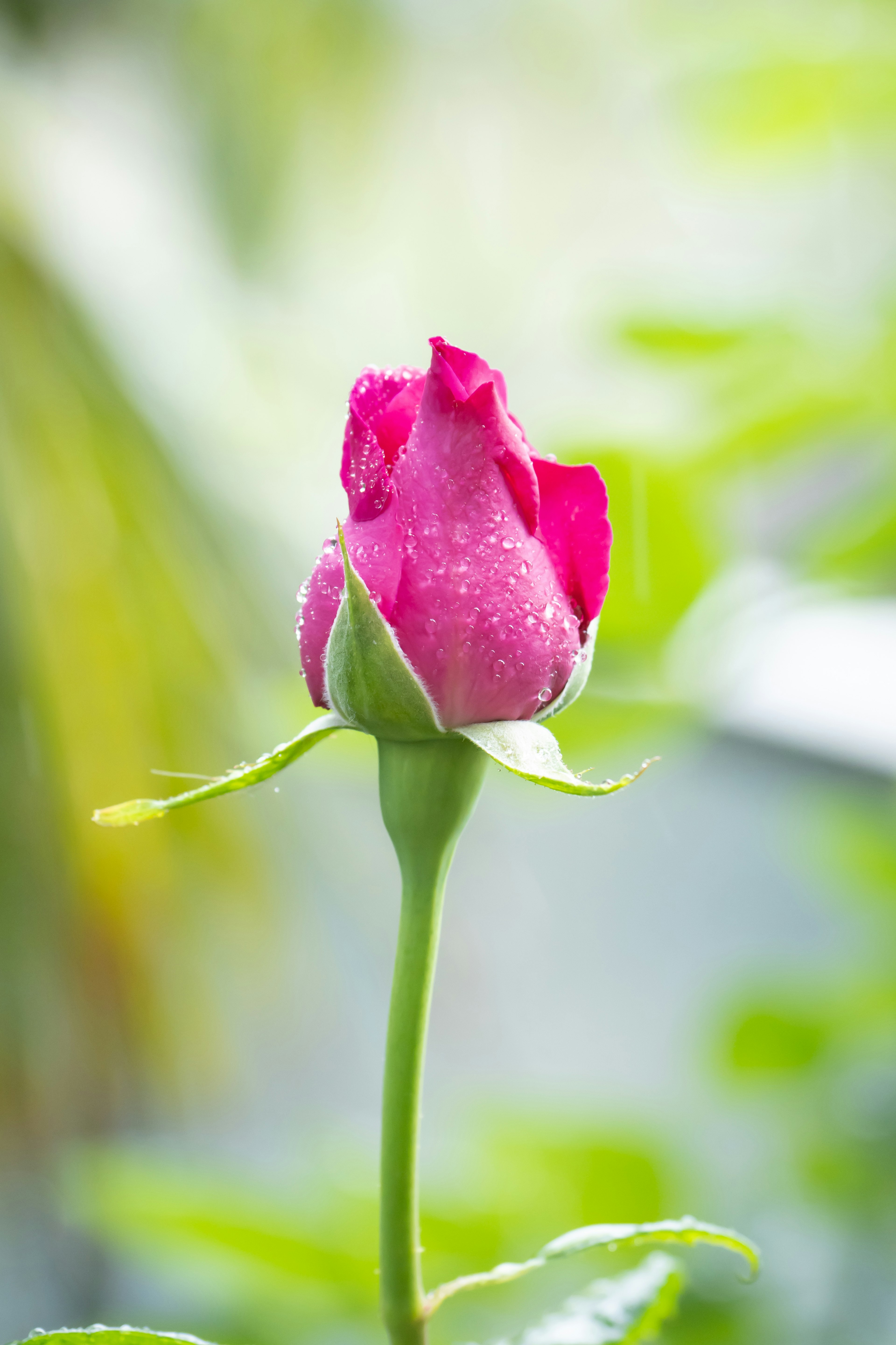 Beautiful pink rose bud against a green background