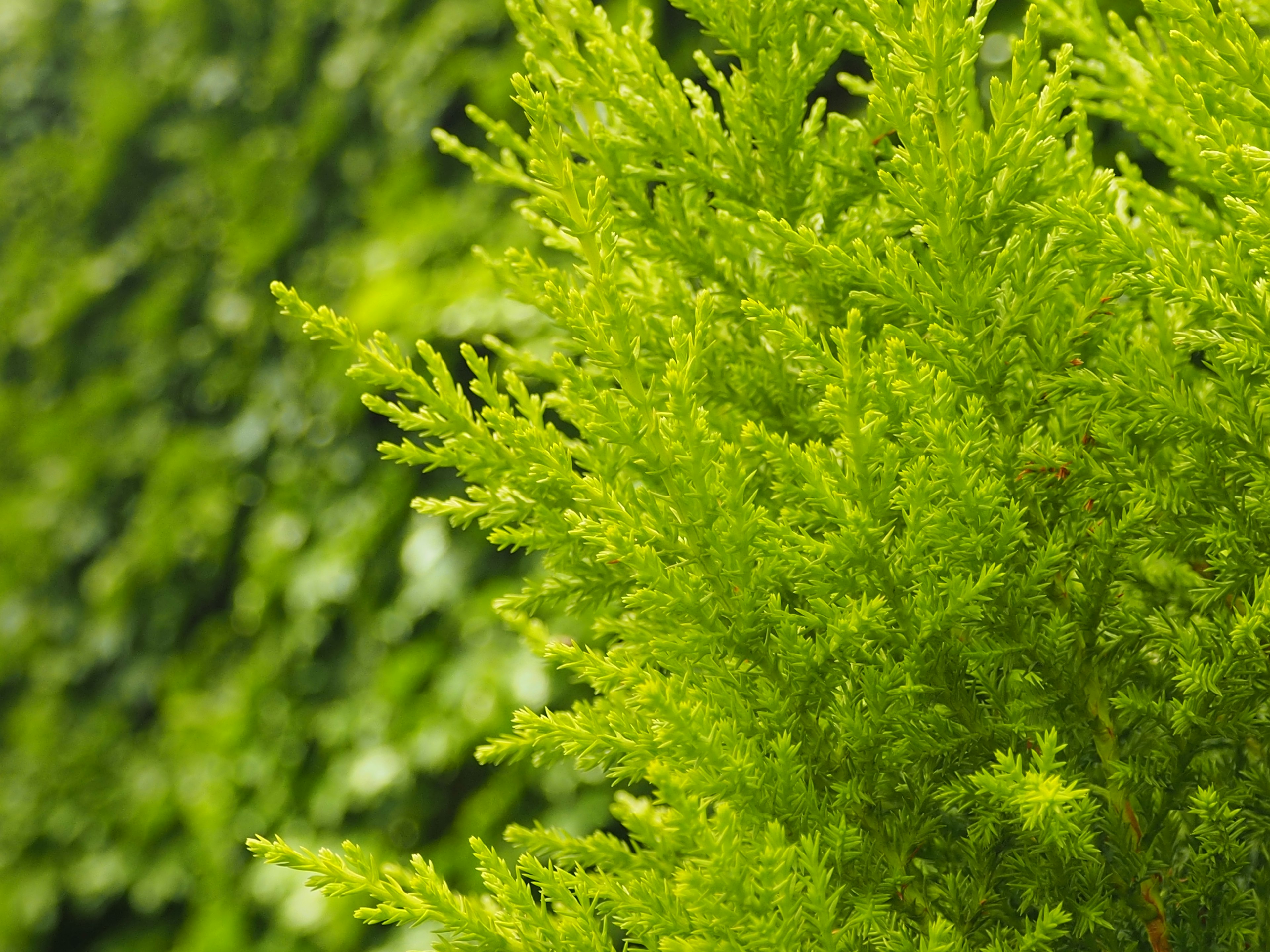 Primer plano de una planta de hojas verdes con un fondo verde borroso